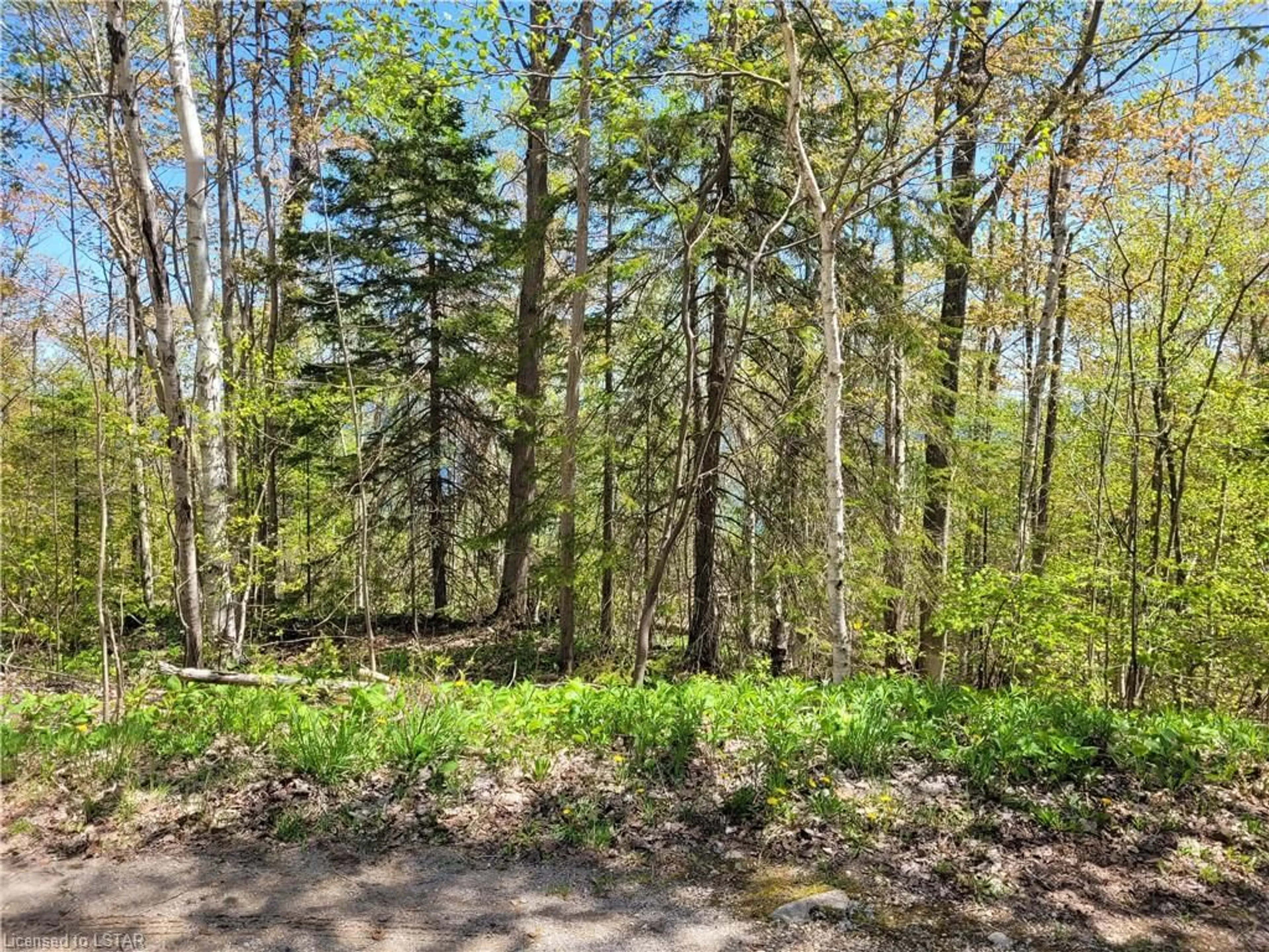 Forest view for LOT 8 HARKINS R N/A Rd, Dyer Ontario N0H 1Z0