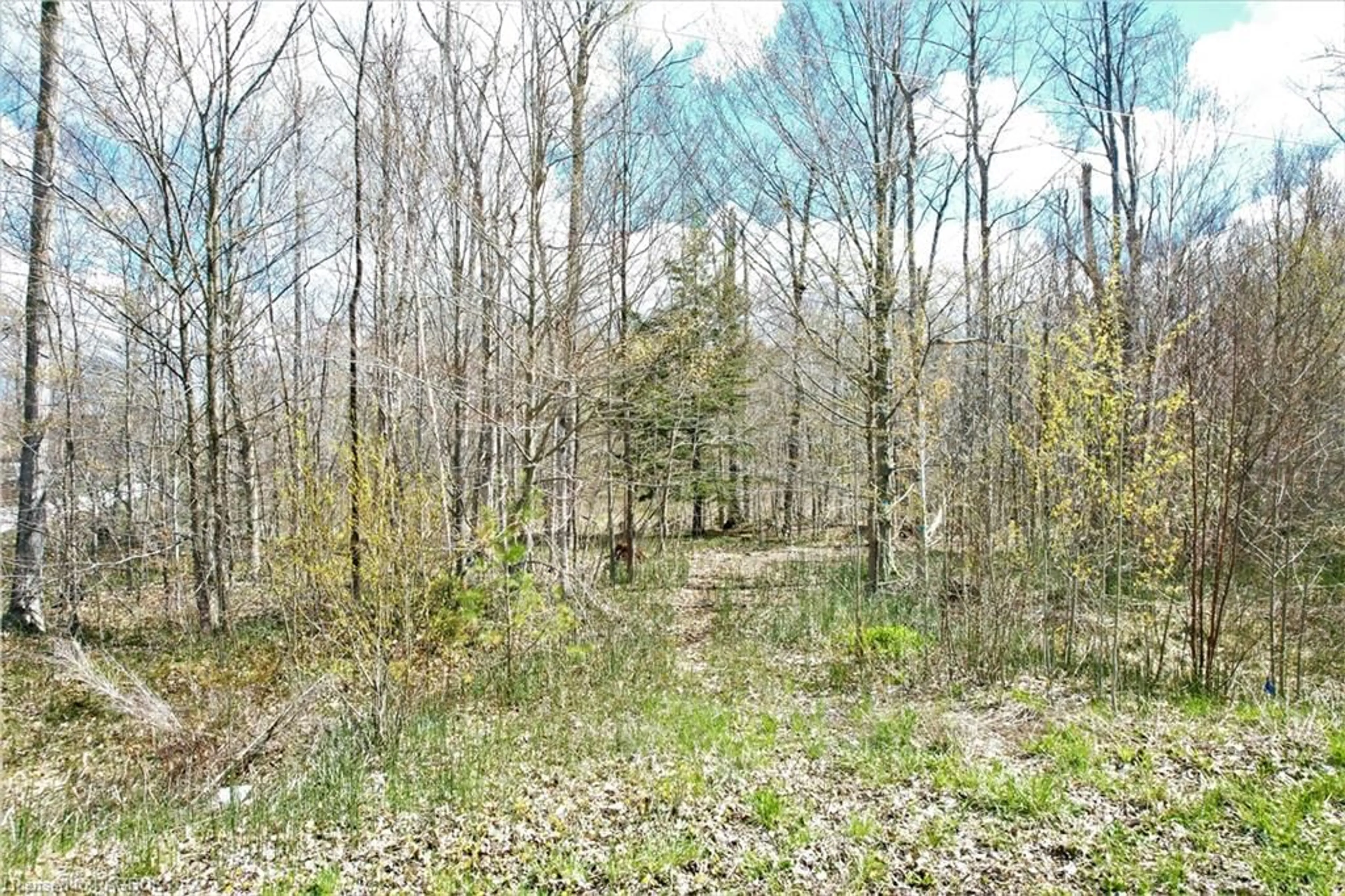 Forest view for 59 Birch St, Sauble Beach Ontario N0H 2G0