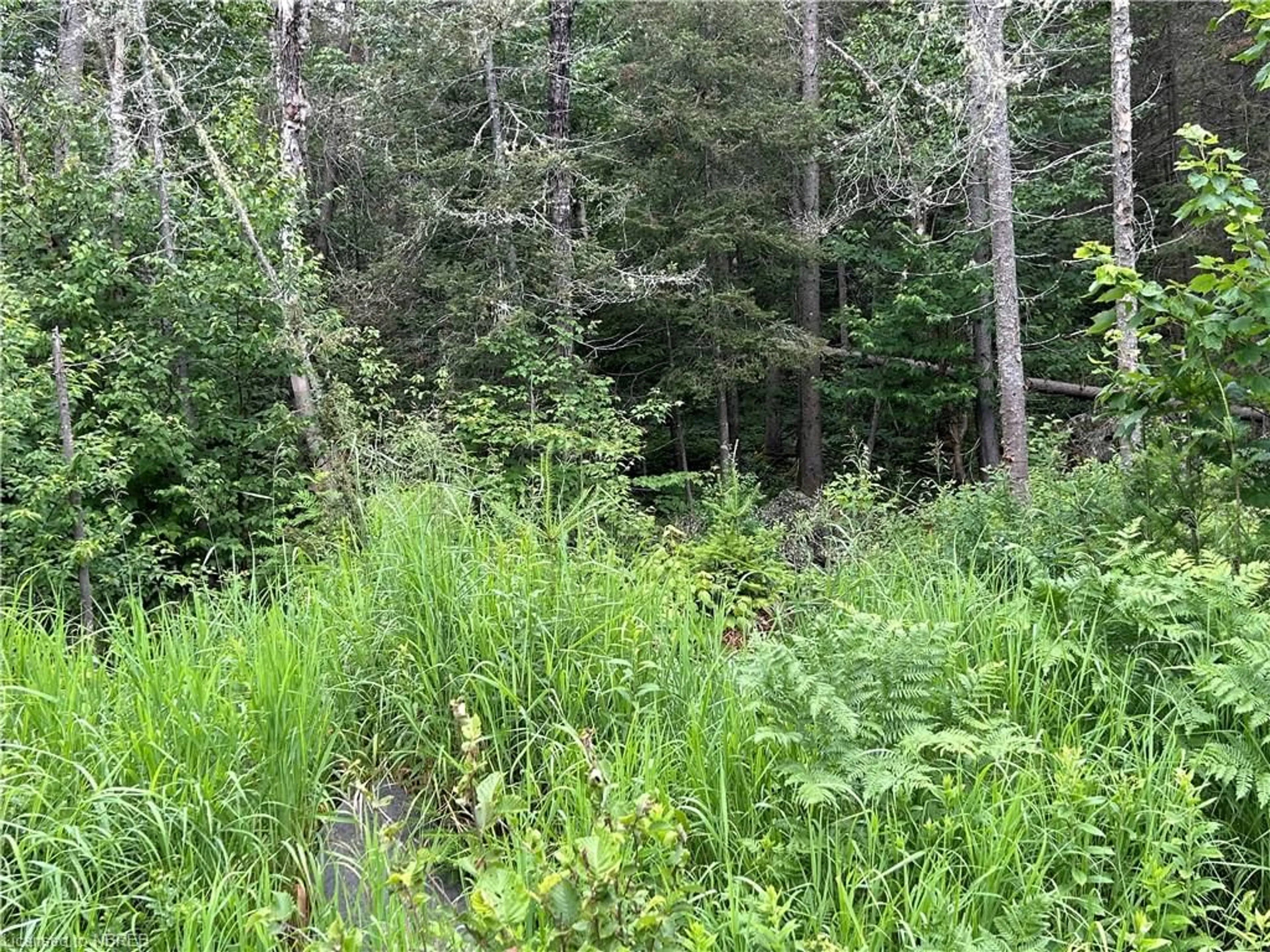 Forest view for 2275 Widdifield Station Rd, North Bay Ontario P1B 8G2