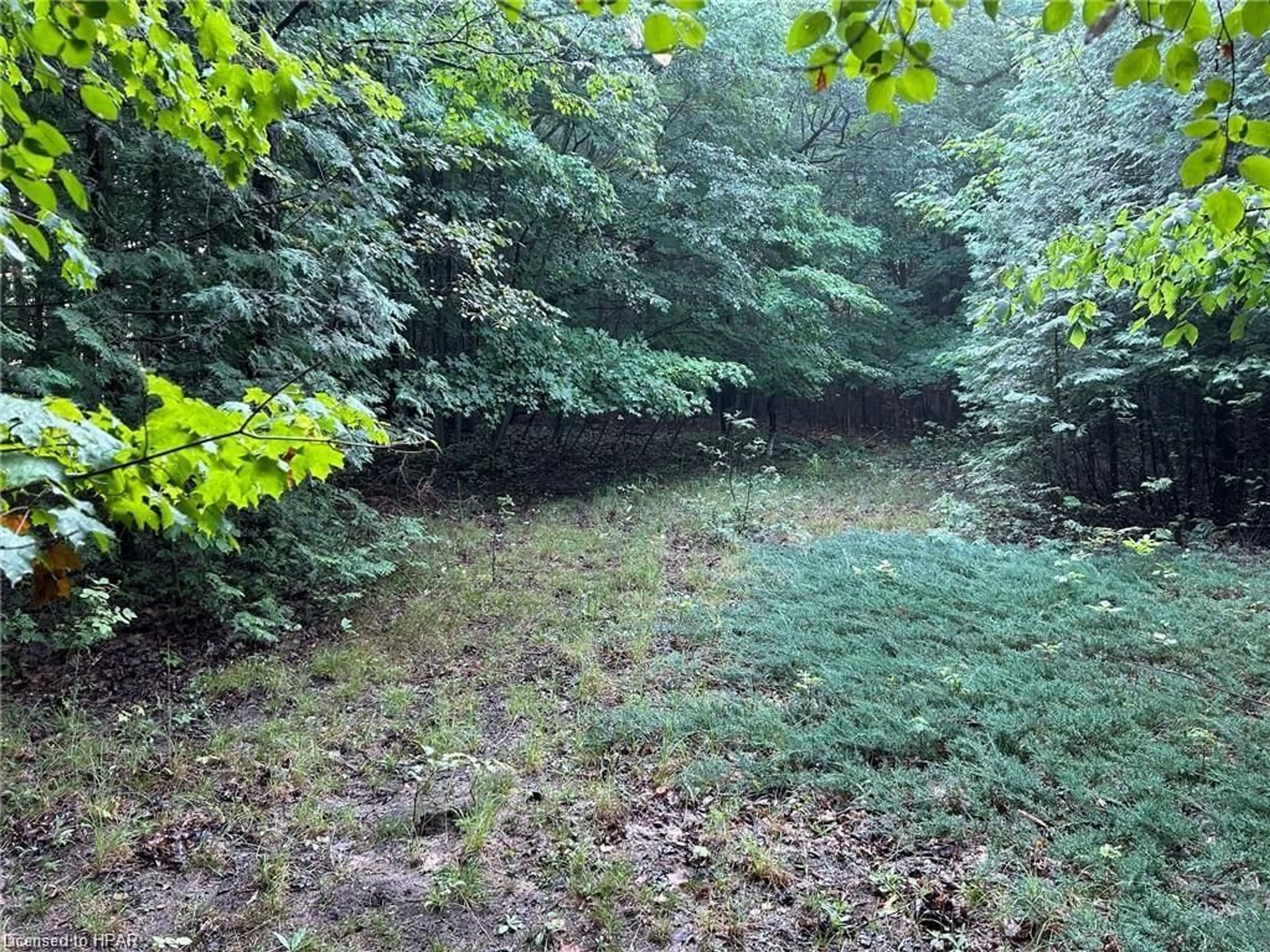 Forest view for 77721 Orchard Line, Central Huron Ontario N0M 1G0