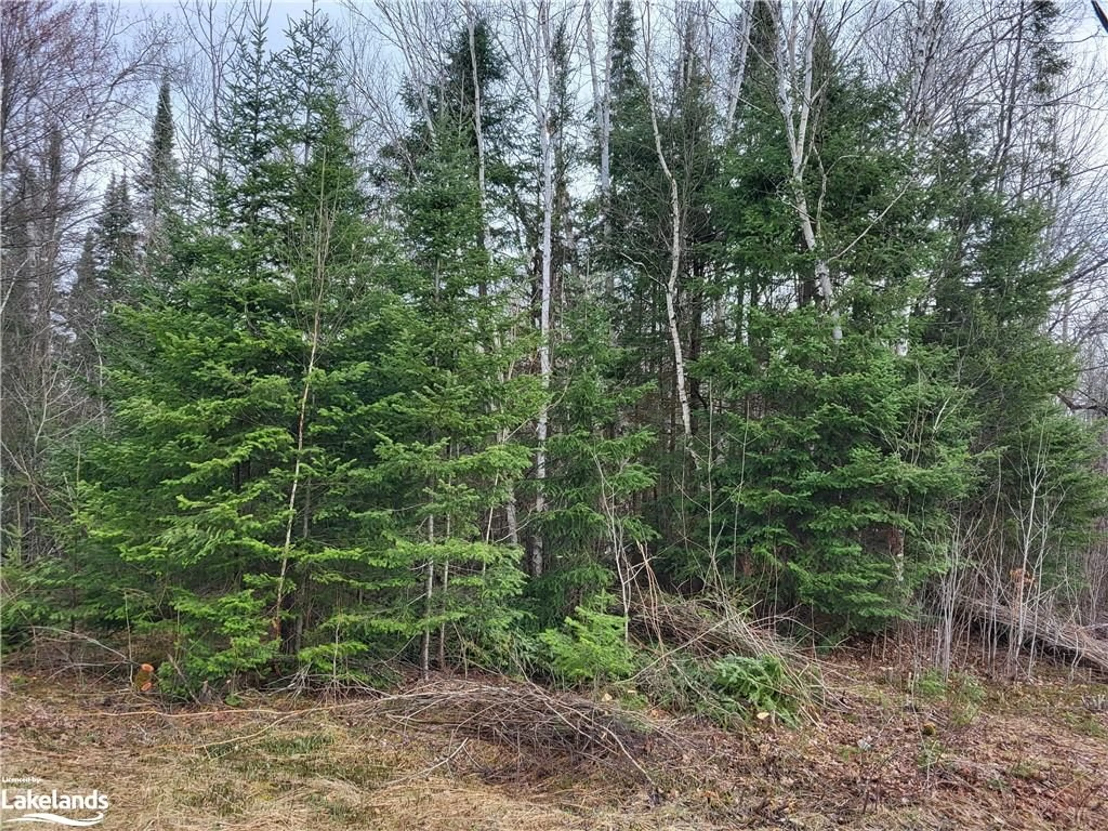 Forest view for 403 Canning Rd, Dunchurch Ontario P0A 1G0