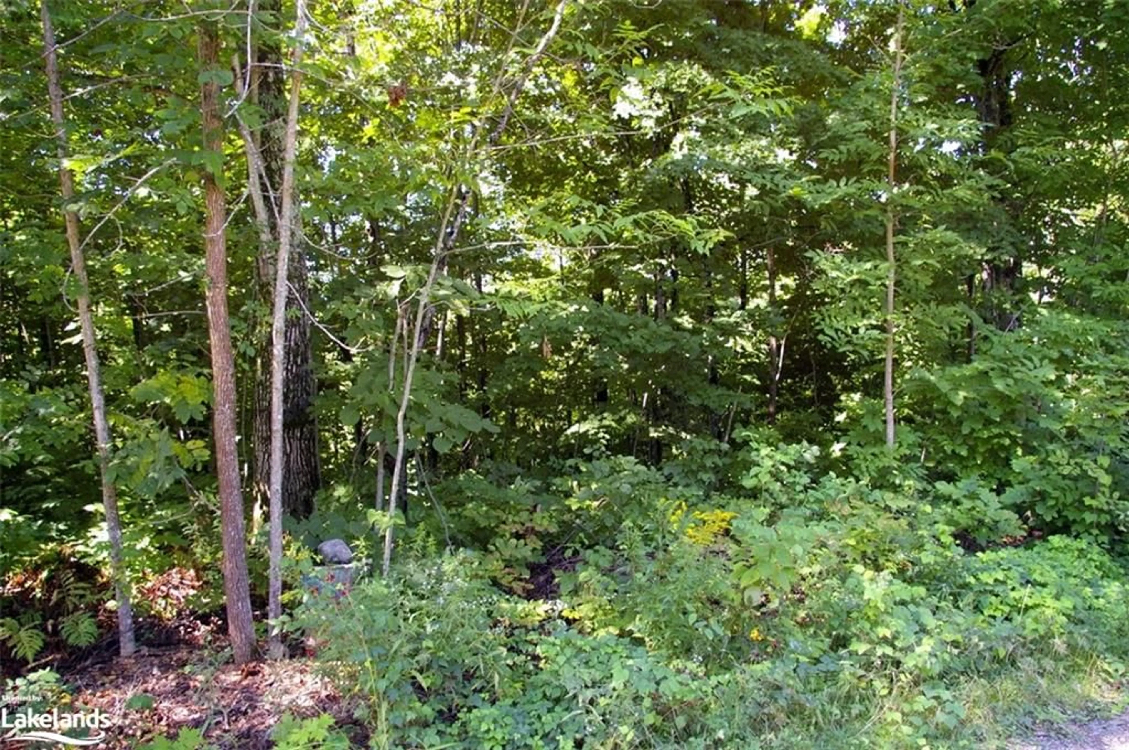 Forest view for 1771 Ellis Rd, Matchedash Ontario L0K 1E0