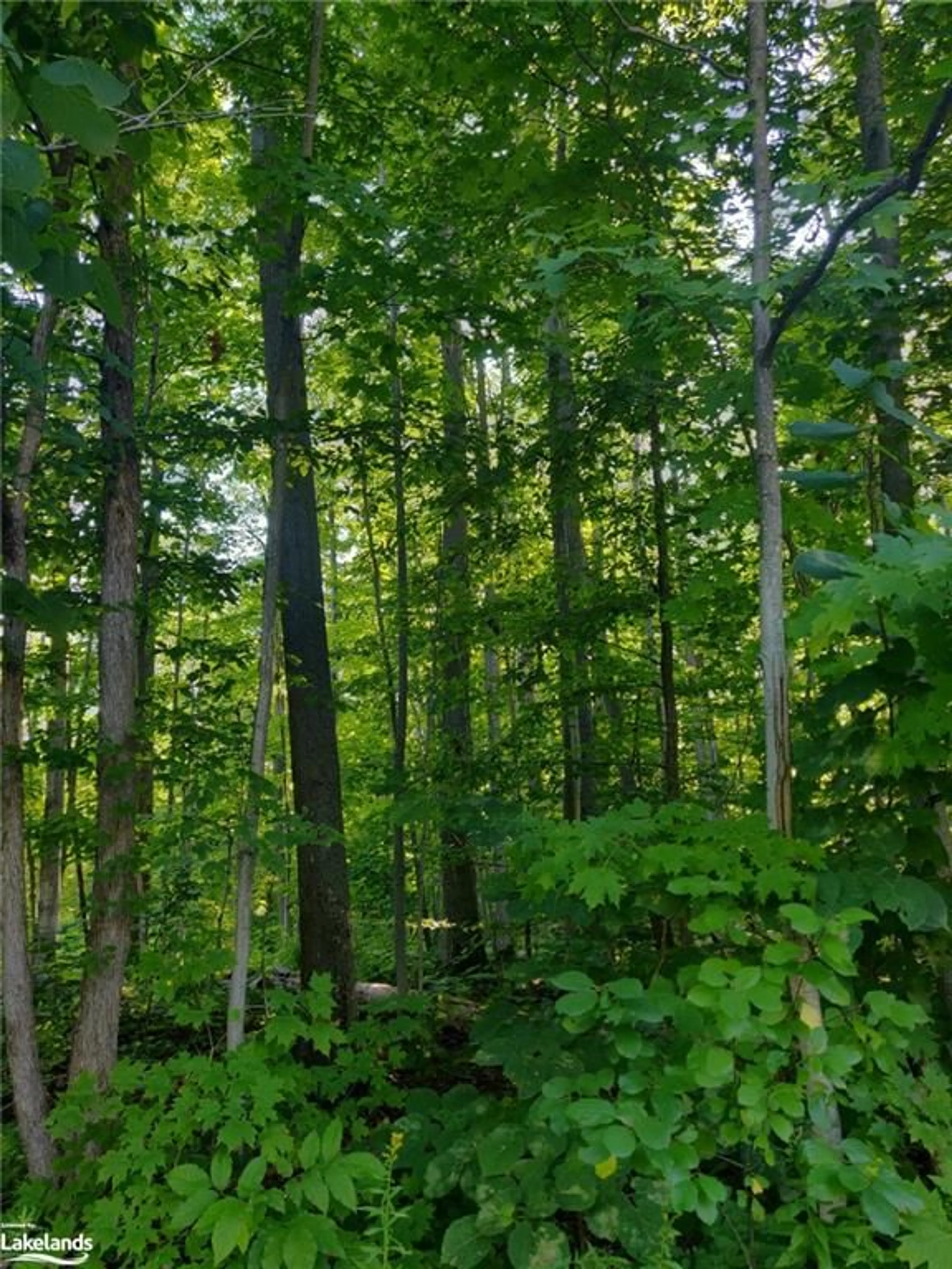 Forest view for 68 Wozniak Rd, Penetanguishene Ontario L9M 1W5