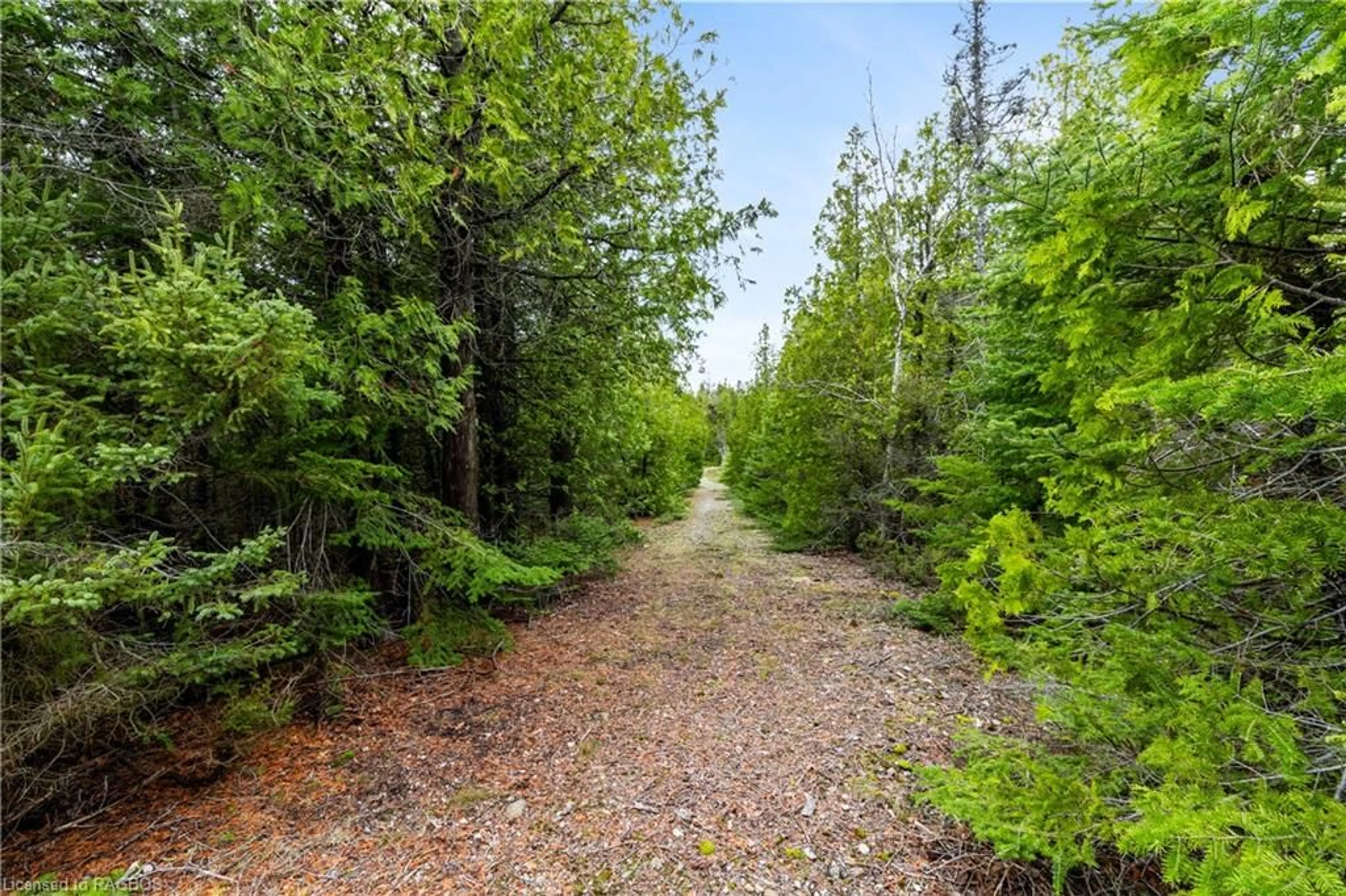 Forest view for LOT 9 Bayshore Ave, Tobermory Ontario N0H 2R0