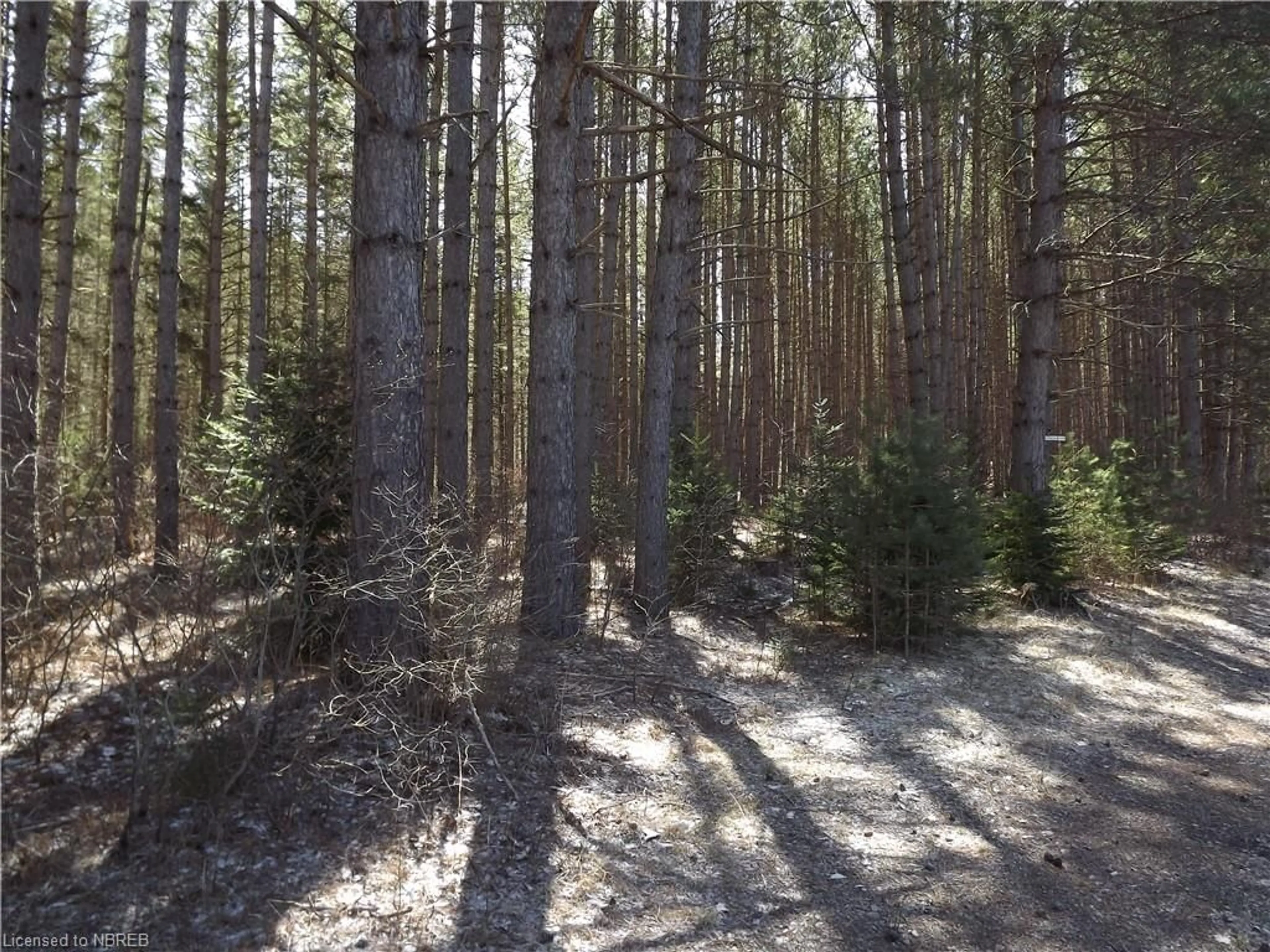 Forest view for 3439 Chiswick Line, Chisholm Ontario P0H 1Z0