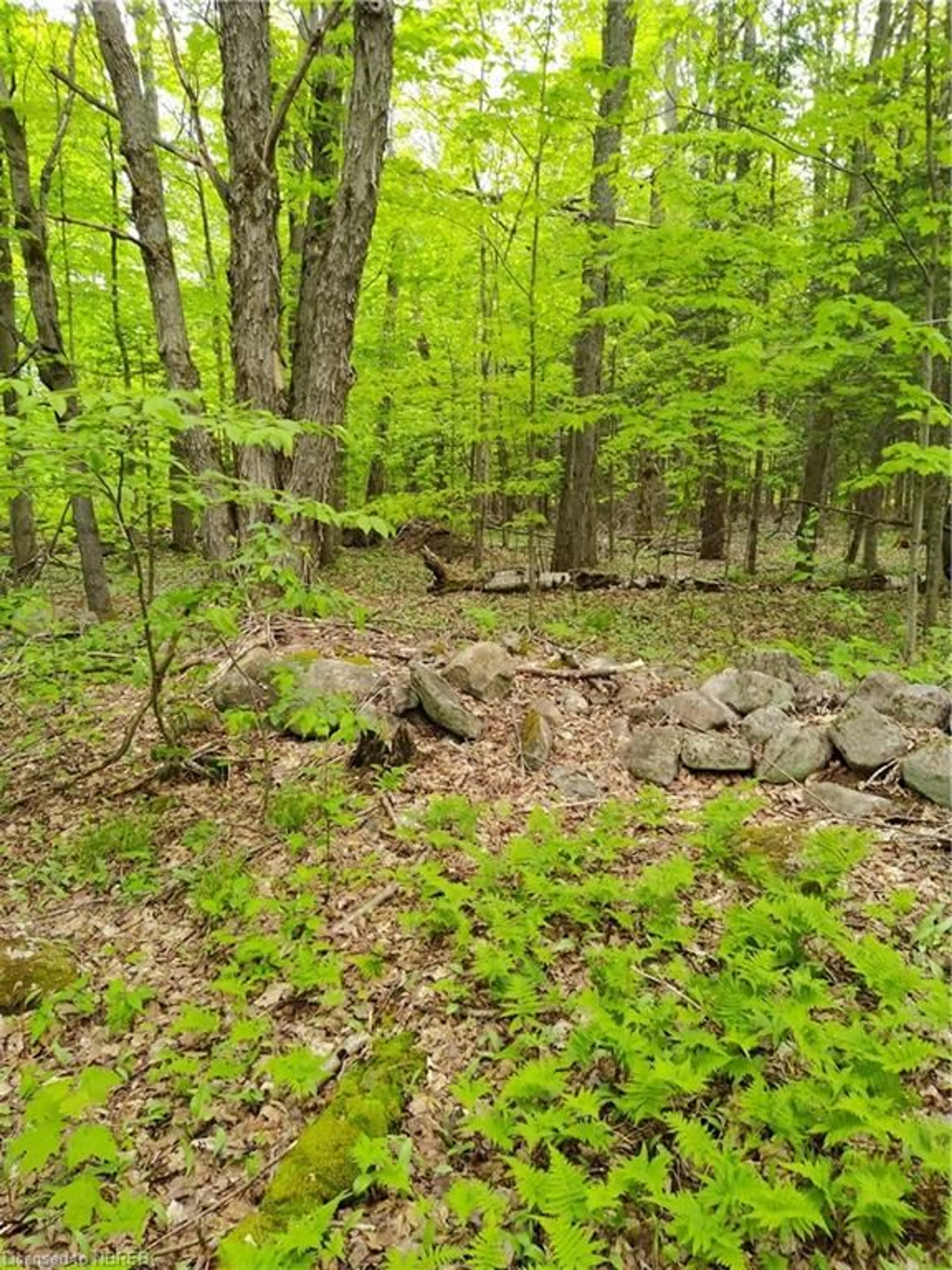 Forest view for 307 Ski Hill Rd, Powassan Ontario P0H 1Z0
