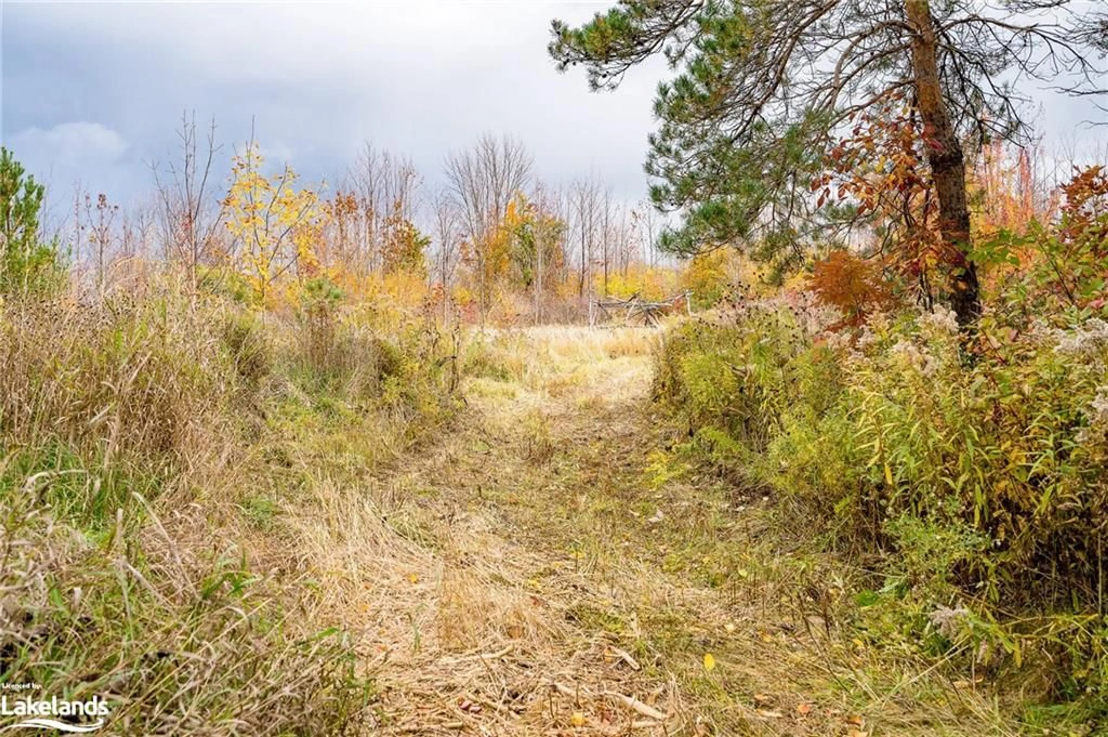 Forest view for 795517 Collingwood-Clearview Tline, Clearview Ontario L9Y 0R7