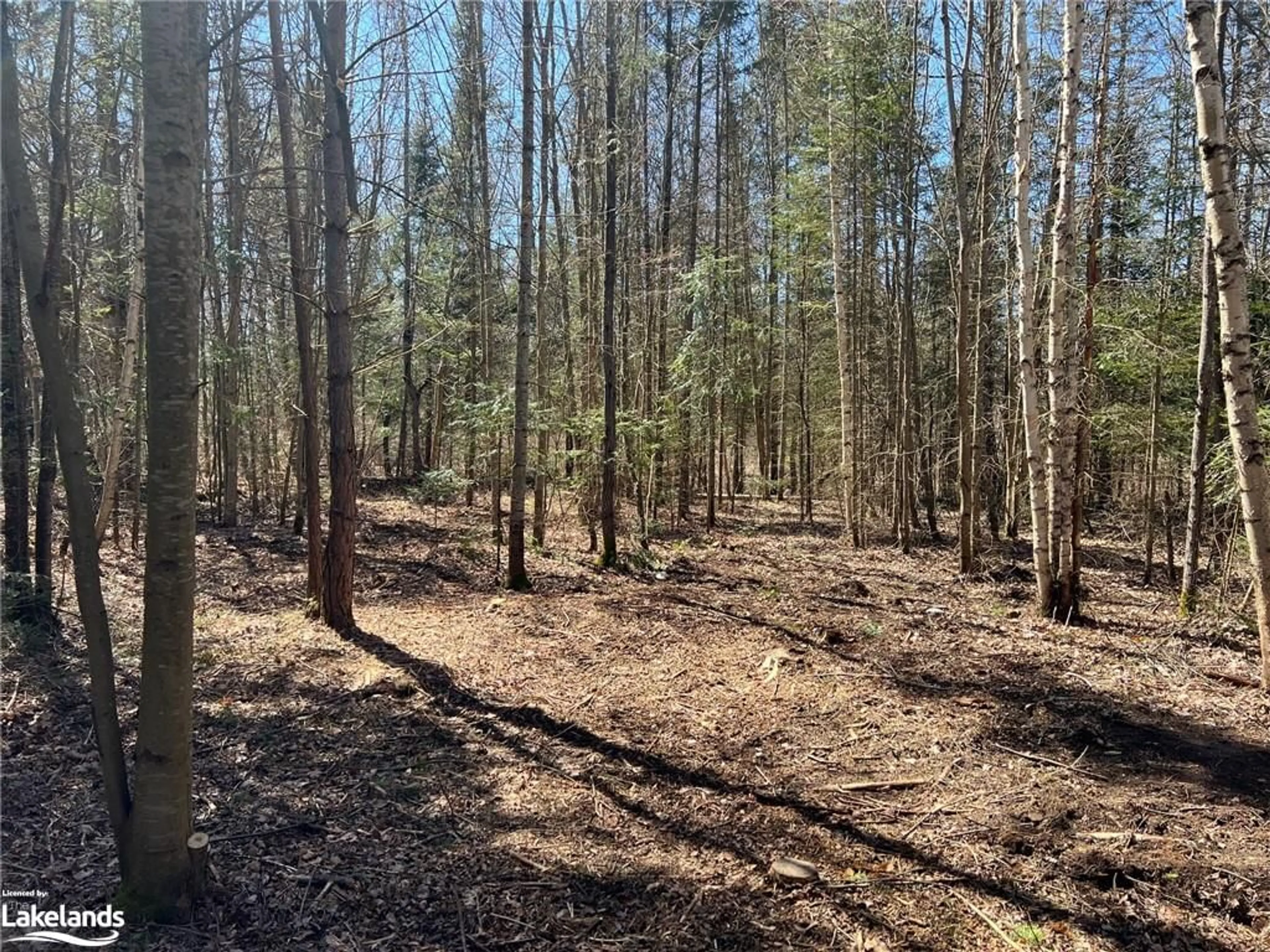Forest view for 23 Cedar Crt, South River Ontario P0A 1X0