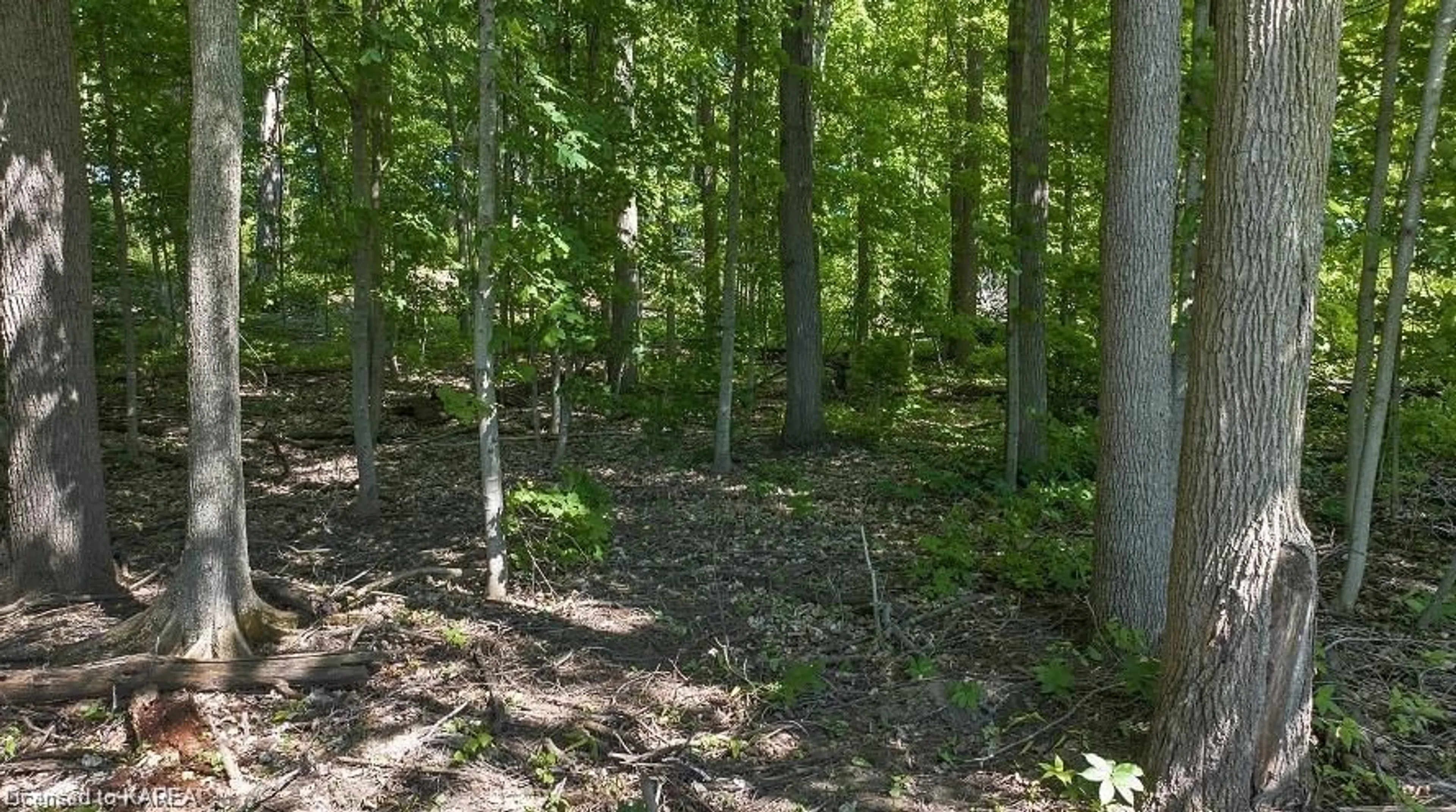 Forest view for 312 Berryton Rd, Seeleys Bay Ontario K0H 2N0