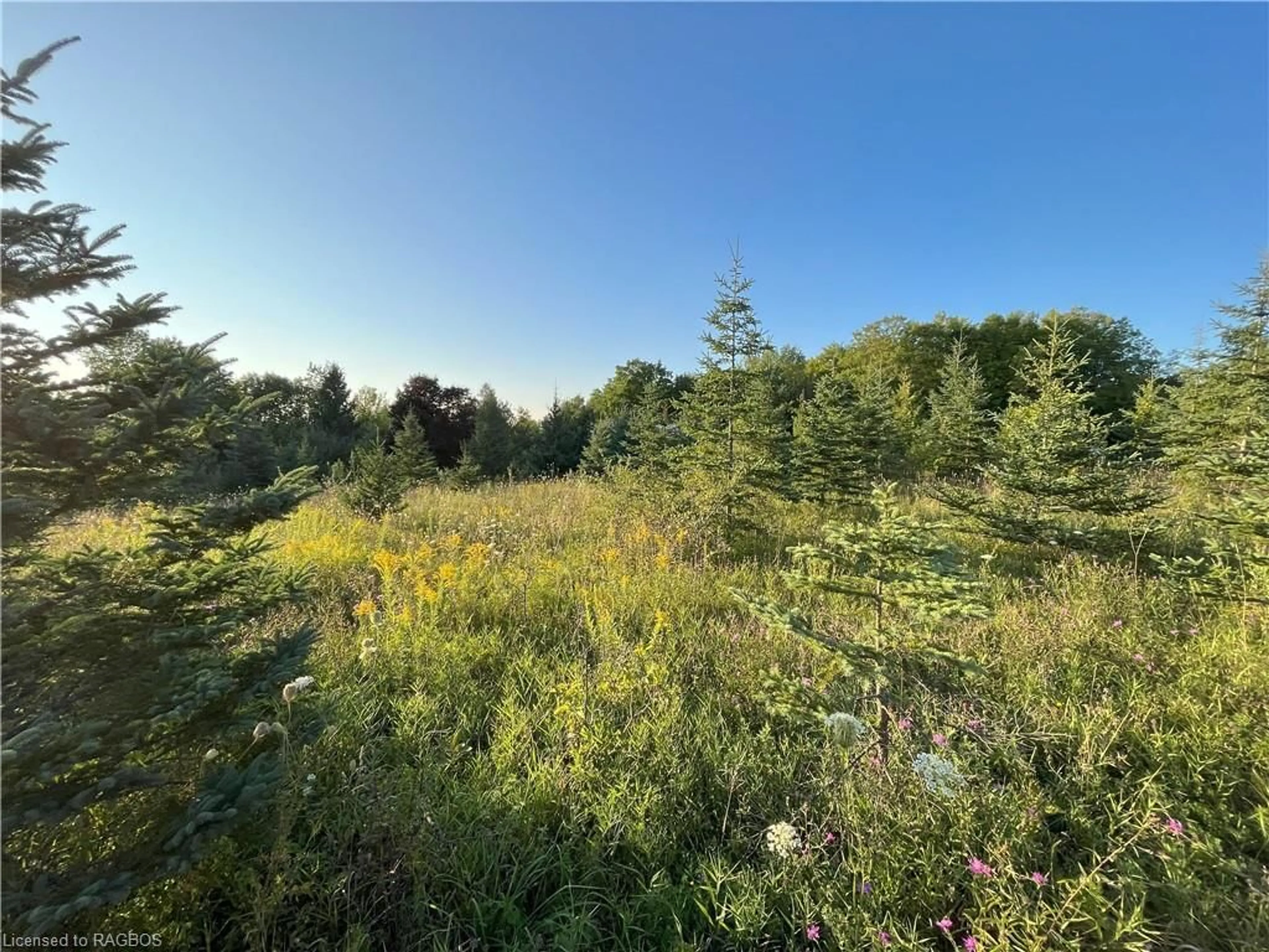 Forest view for 395807 Concession 2 Rd, Chatsworth (Twp) Ontario N0H 1R0
