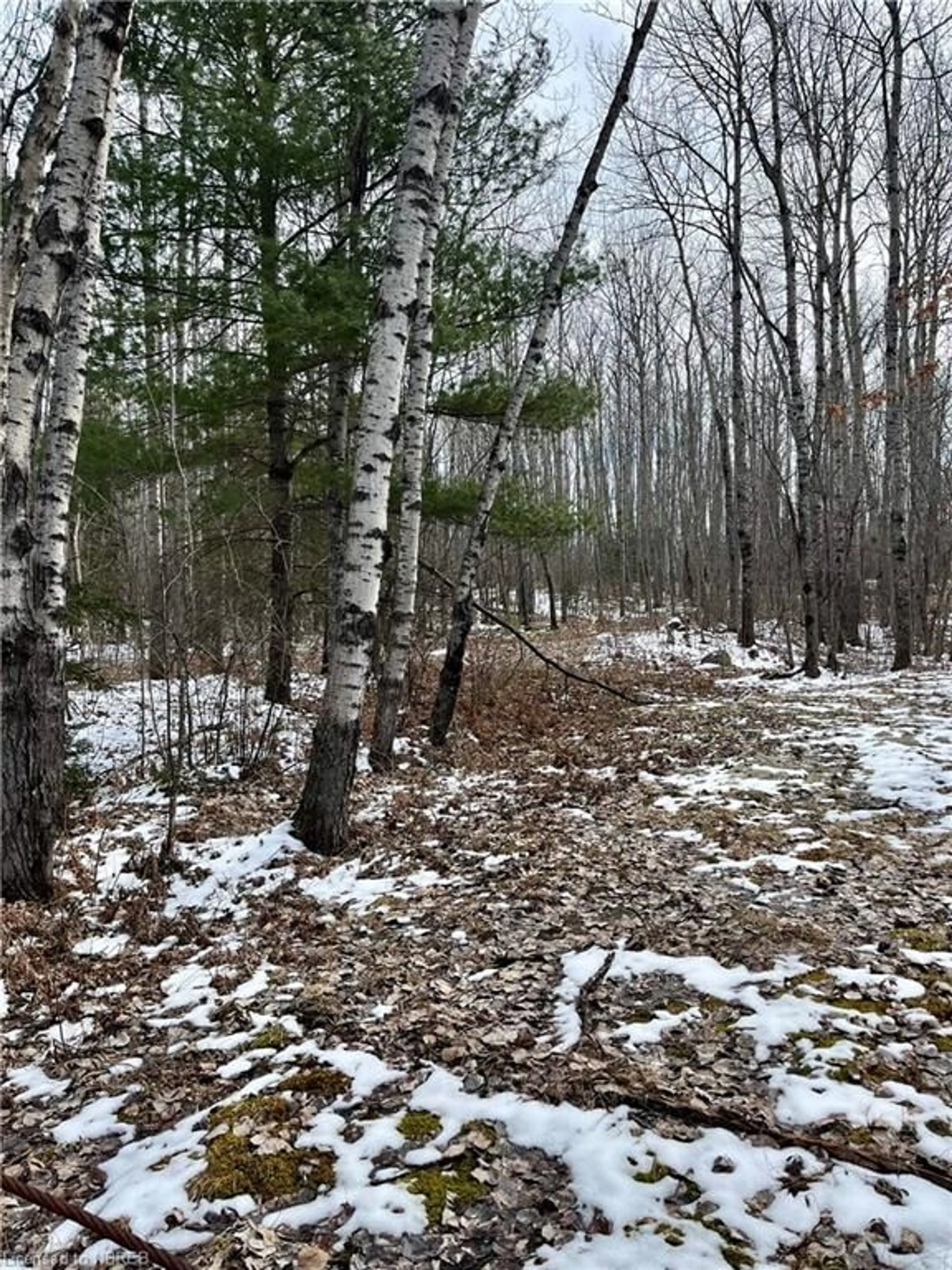 Forest view for 505 Hart Rd, Callander Ontario P0H 1H0