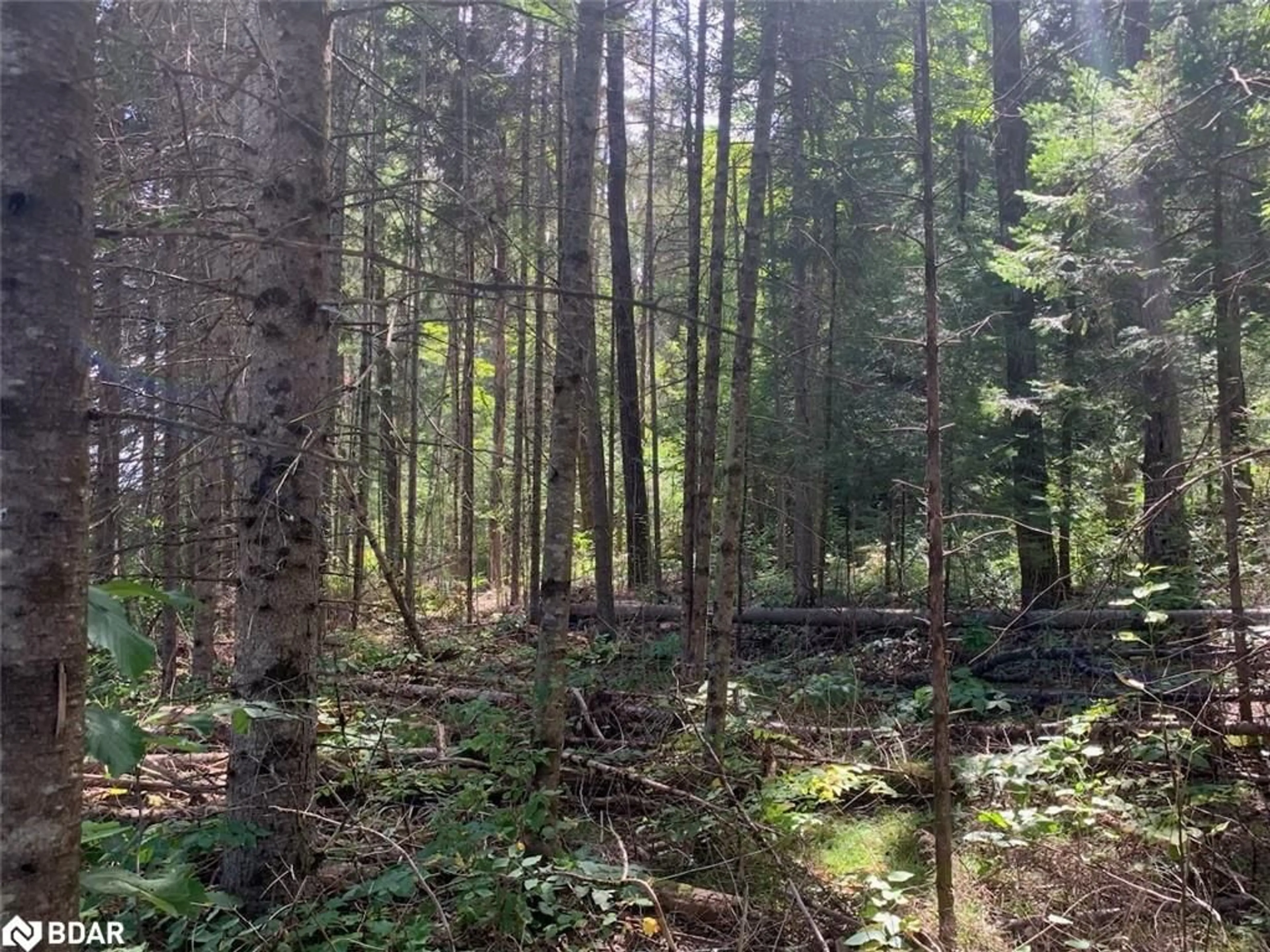 Forest view for N/A Con 6 Lot 29 Hwy #may, Maynooth Ontario K0L 1C0