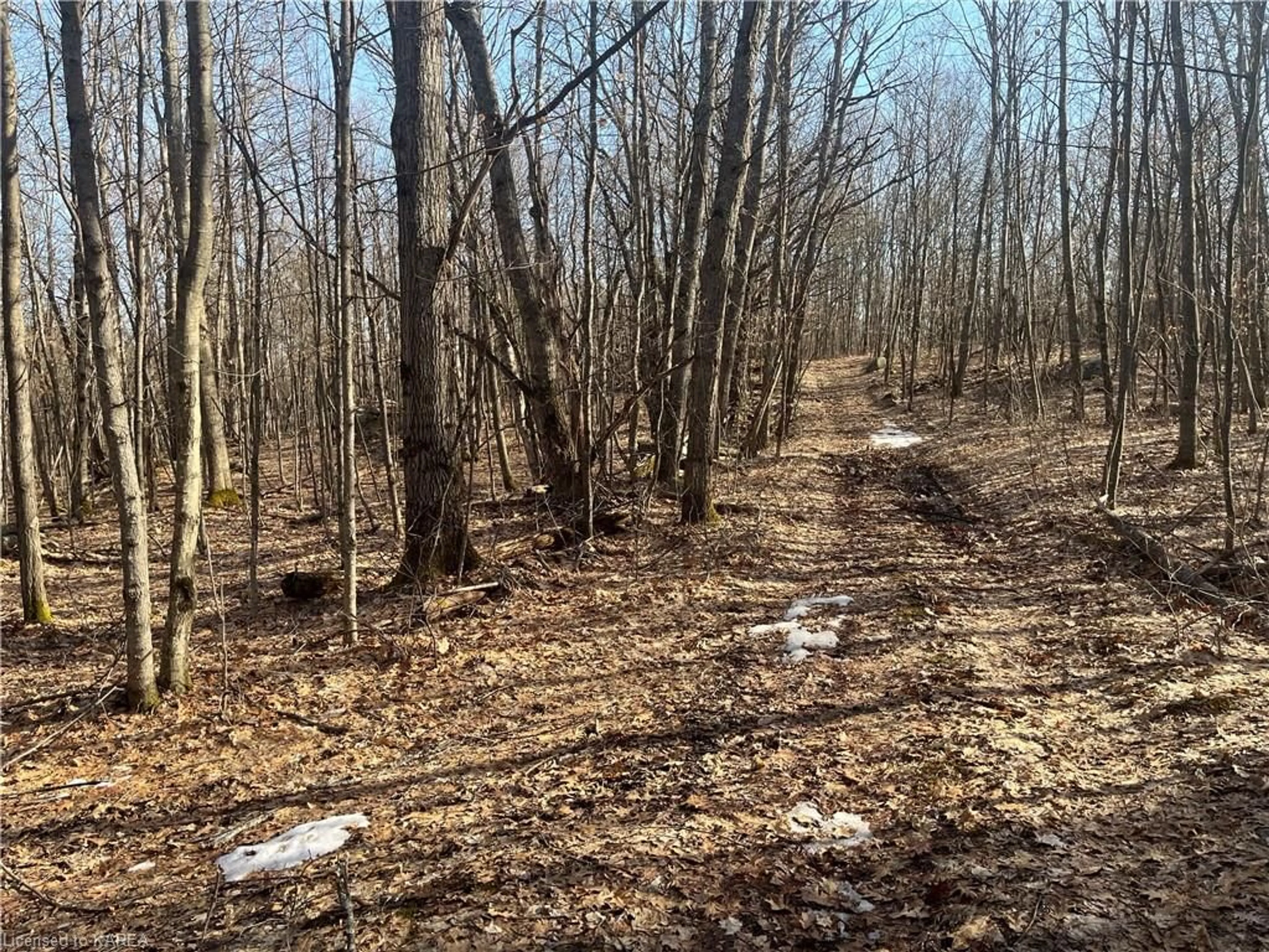 Forest view for PT LOT 15 Slate Falls Rd, Denbigh Ontario K0H 1L0