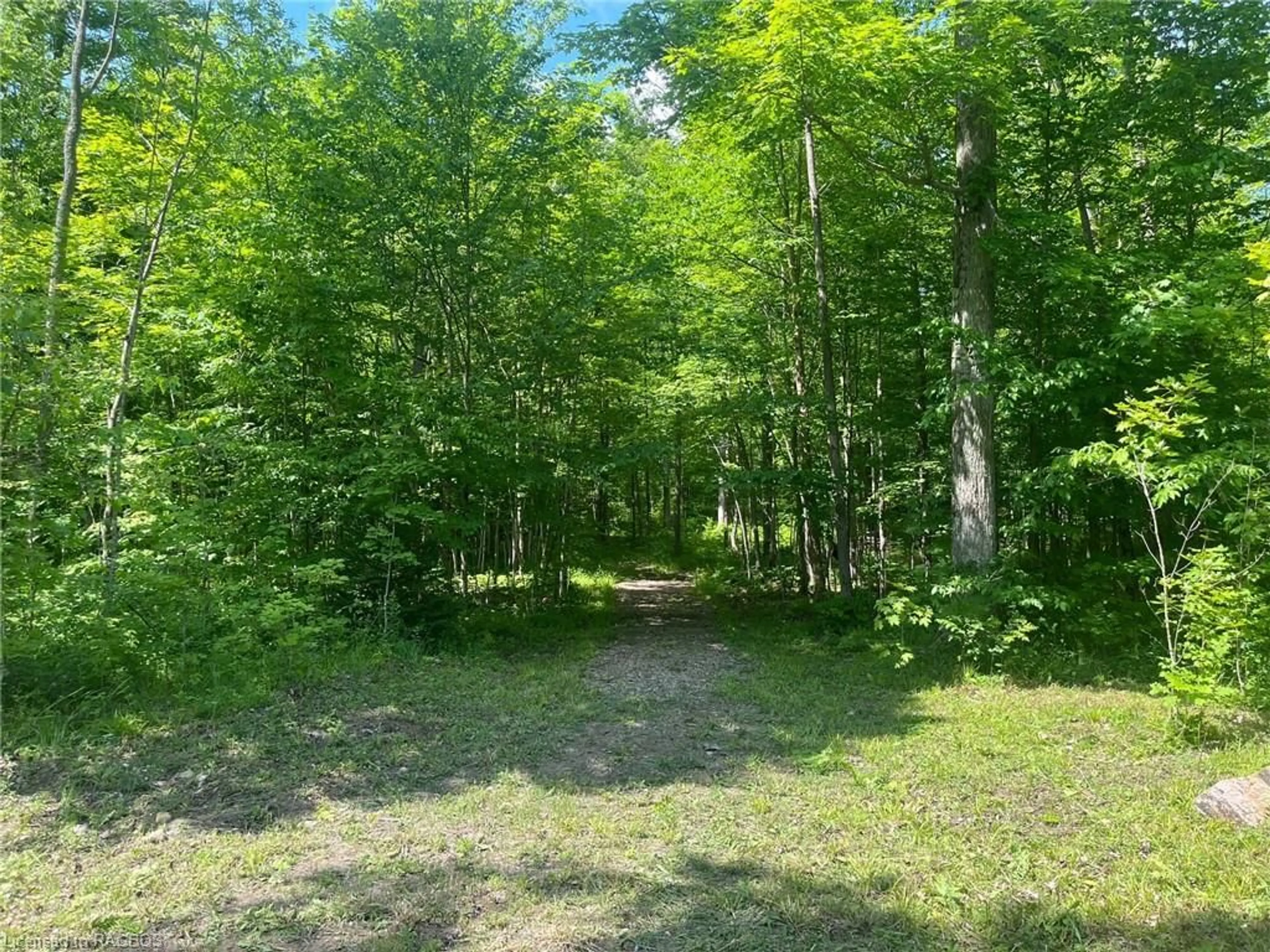 Forest view for PT LT 4 Concession Road 8, West Grey Ontario N0C 1H0