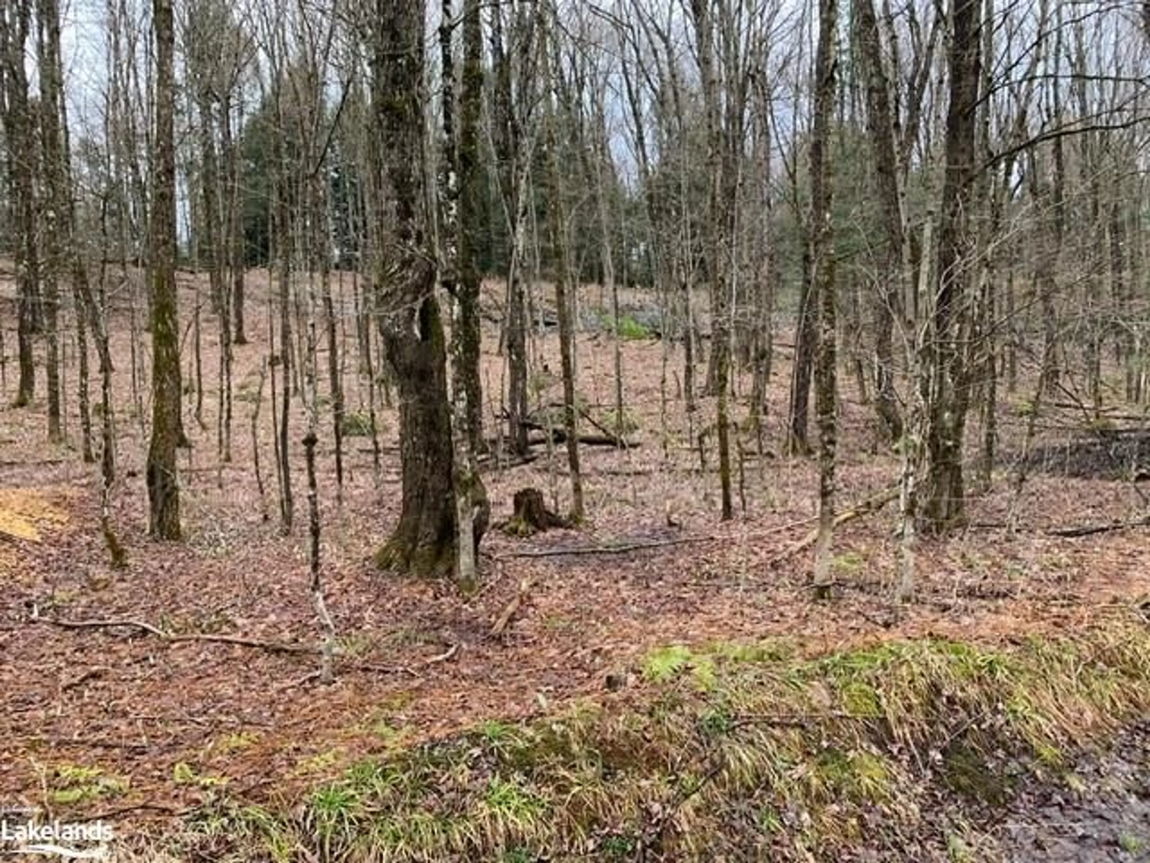 Forest view for LOT 2 Old Aspdin Rd, Huntsville Ontario P0B 1M0