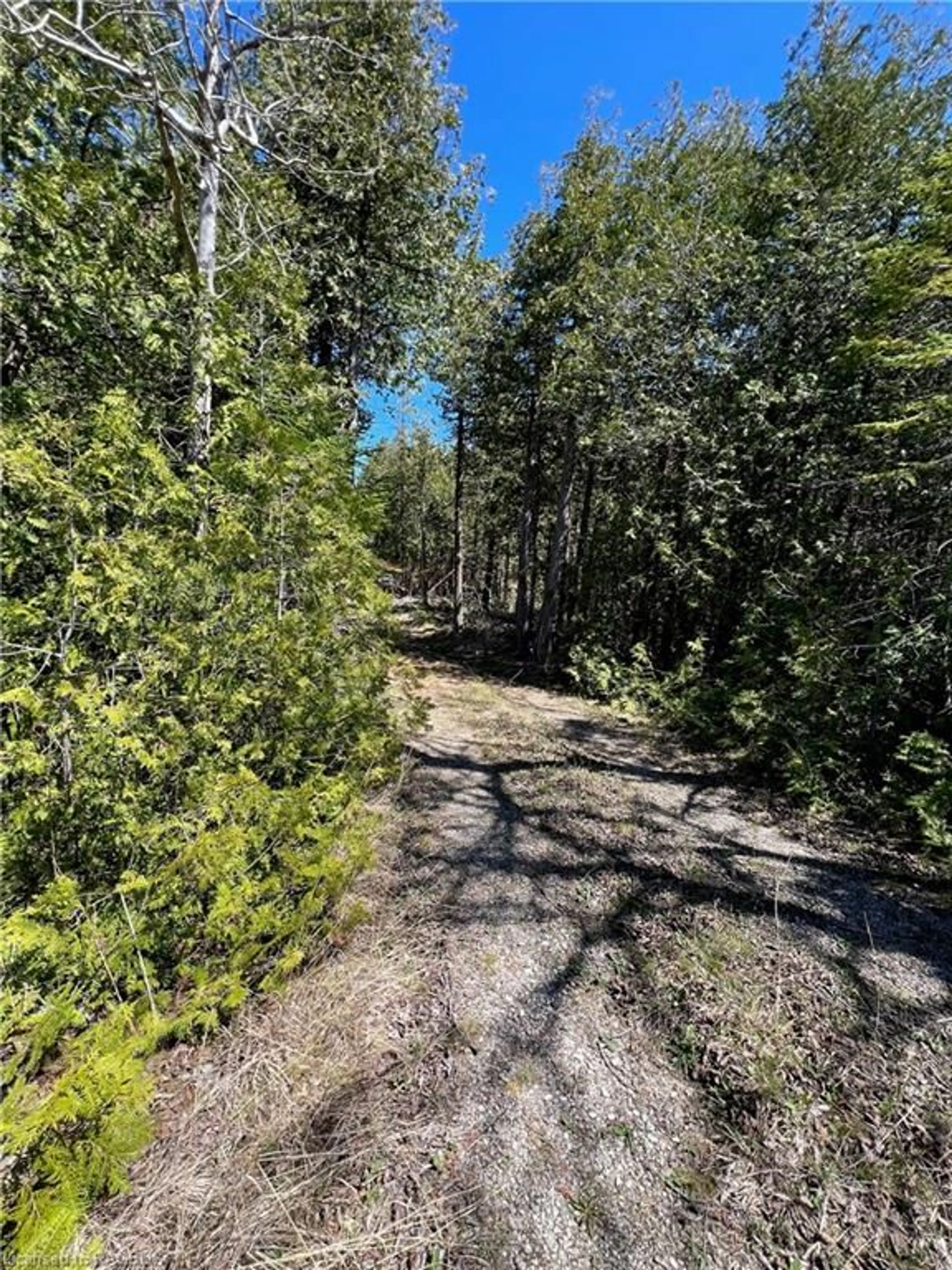 Forest view for LOT 32 CON 3 Highway 6, South Bruce Peninsula Ontario N0H 2T0