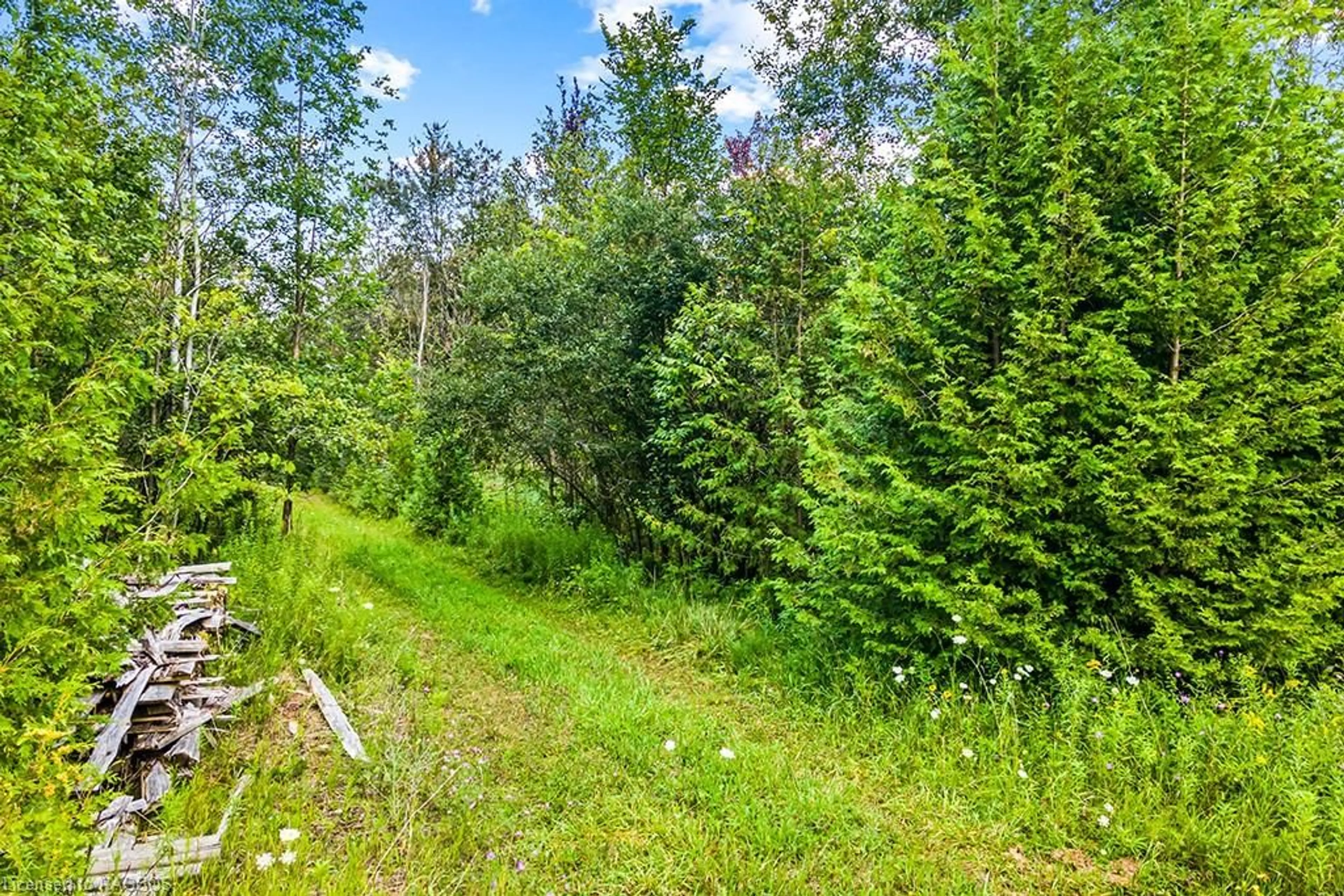 Forest view for PT LT 31 Baseline Rd, West Grey Ontario N0G 2M0