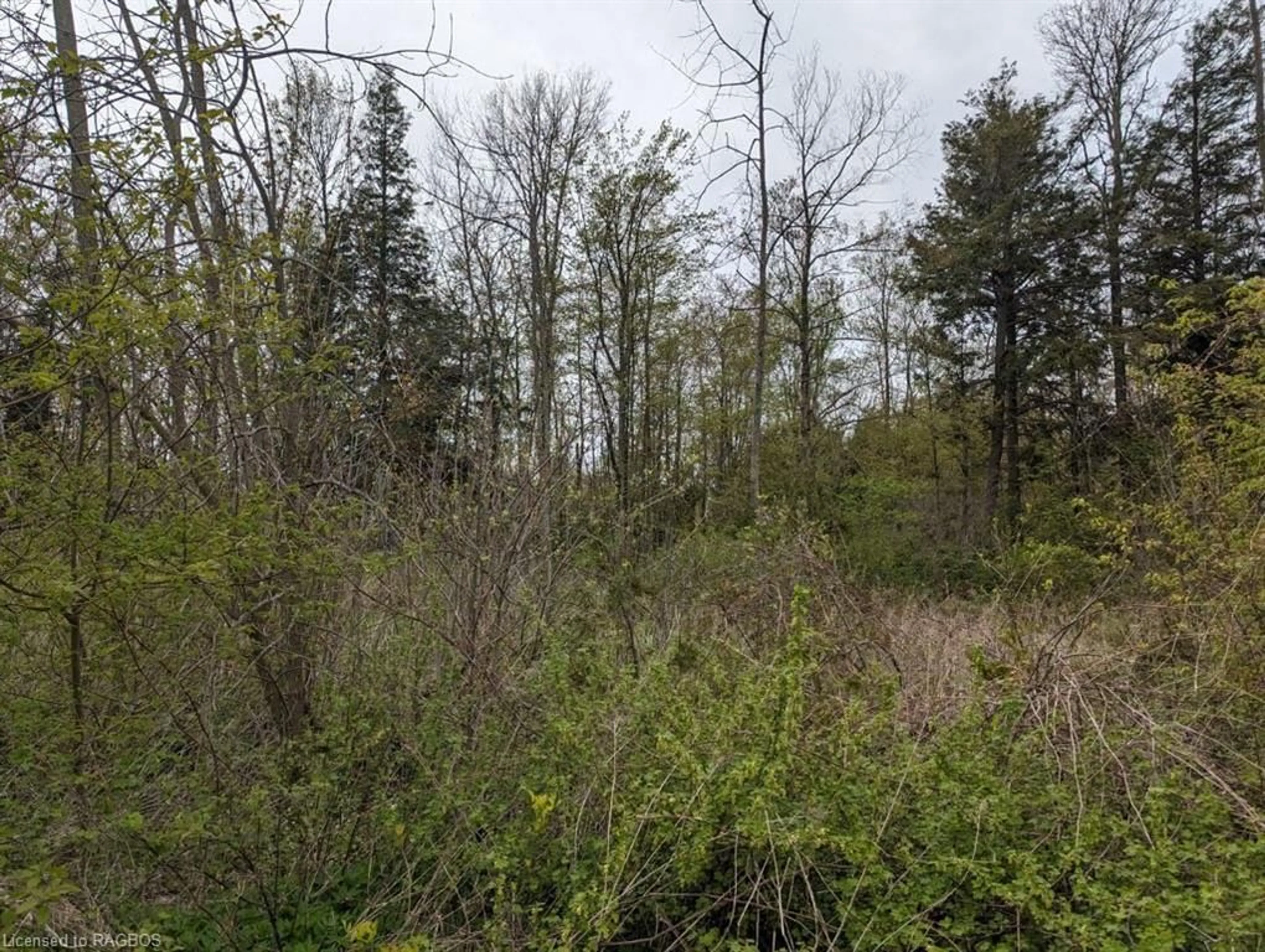 Forest view for 411 Winnebago Rd, Point Clark Ontario N2Z 2X3