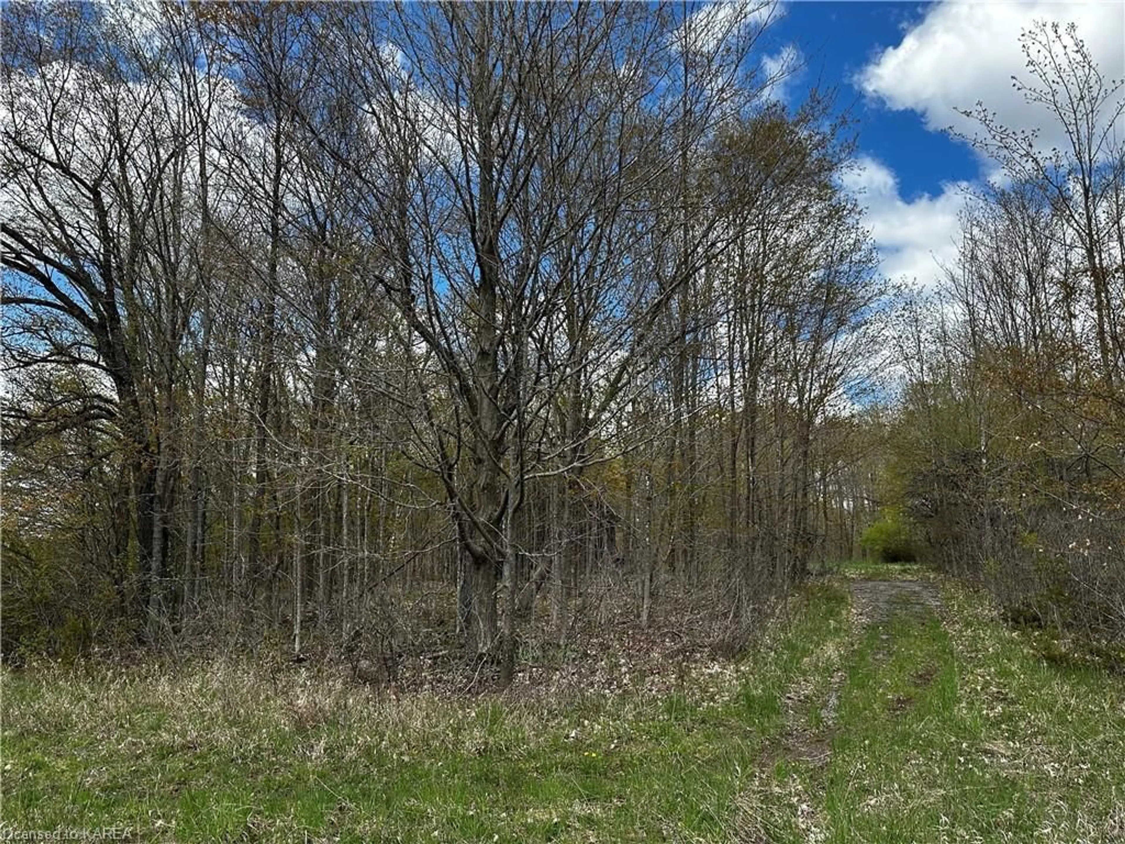 Forest view for LOT 3 Jamieson Rd, Harrowsmith Ontario K0H 1V0