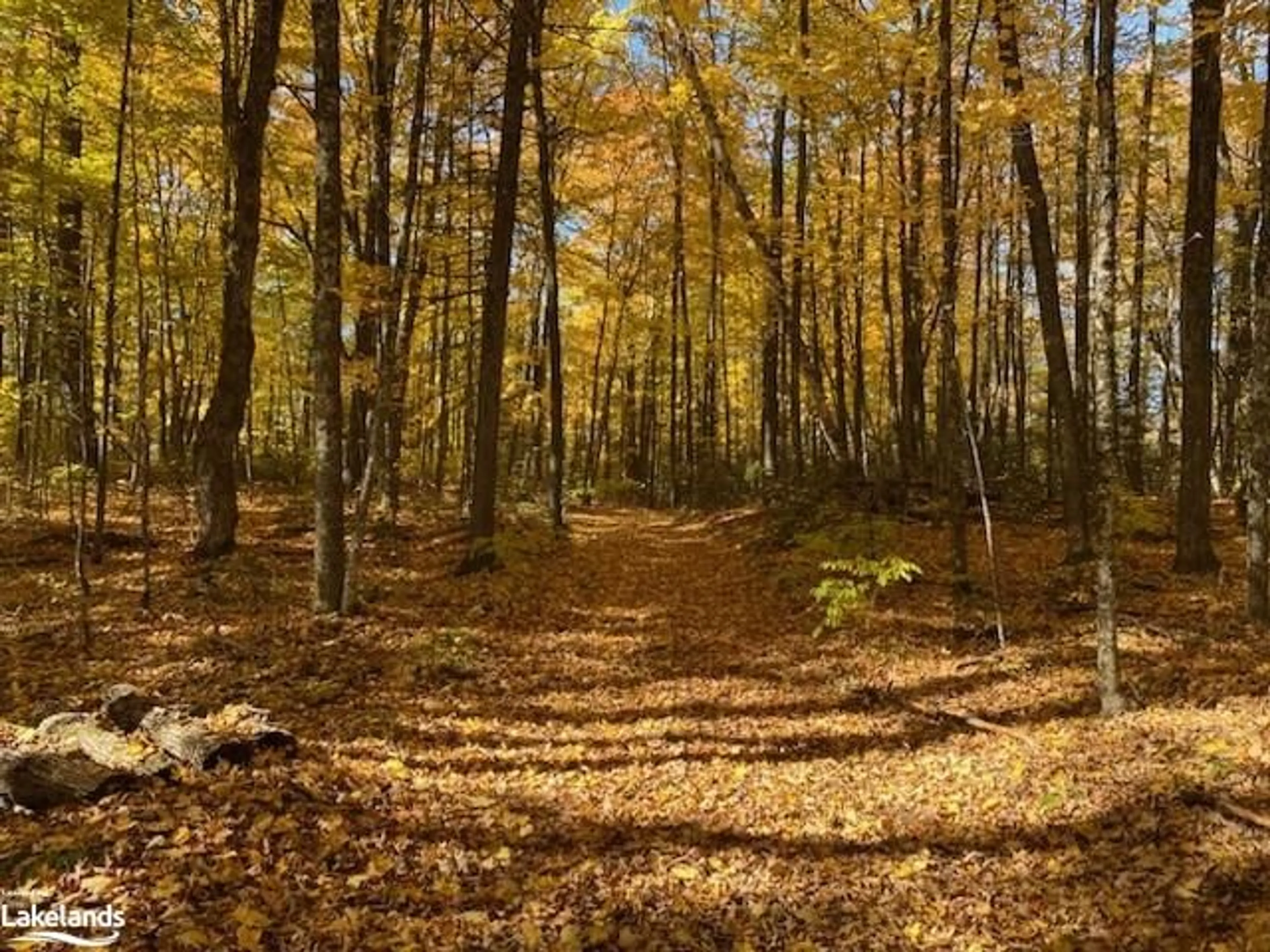 Forest view for 6315 County Road 503, Kinmount Ontario K0M 2A0