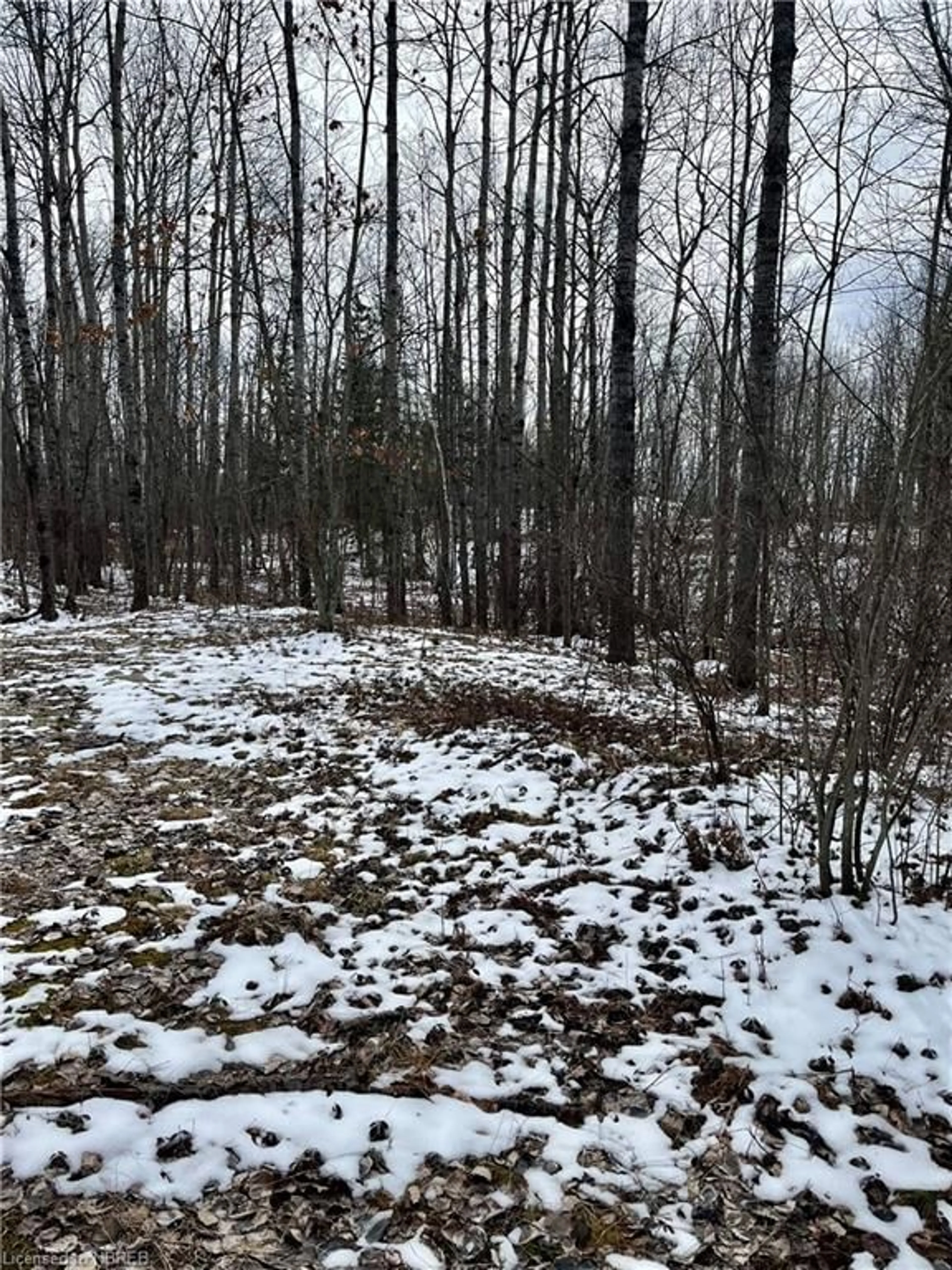 Forest view for 511 Hart Rd, Callander Ontario P0H 1H0