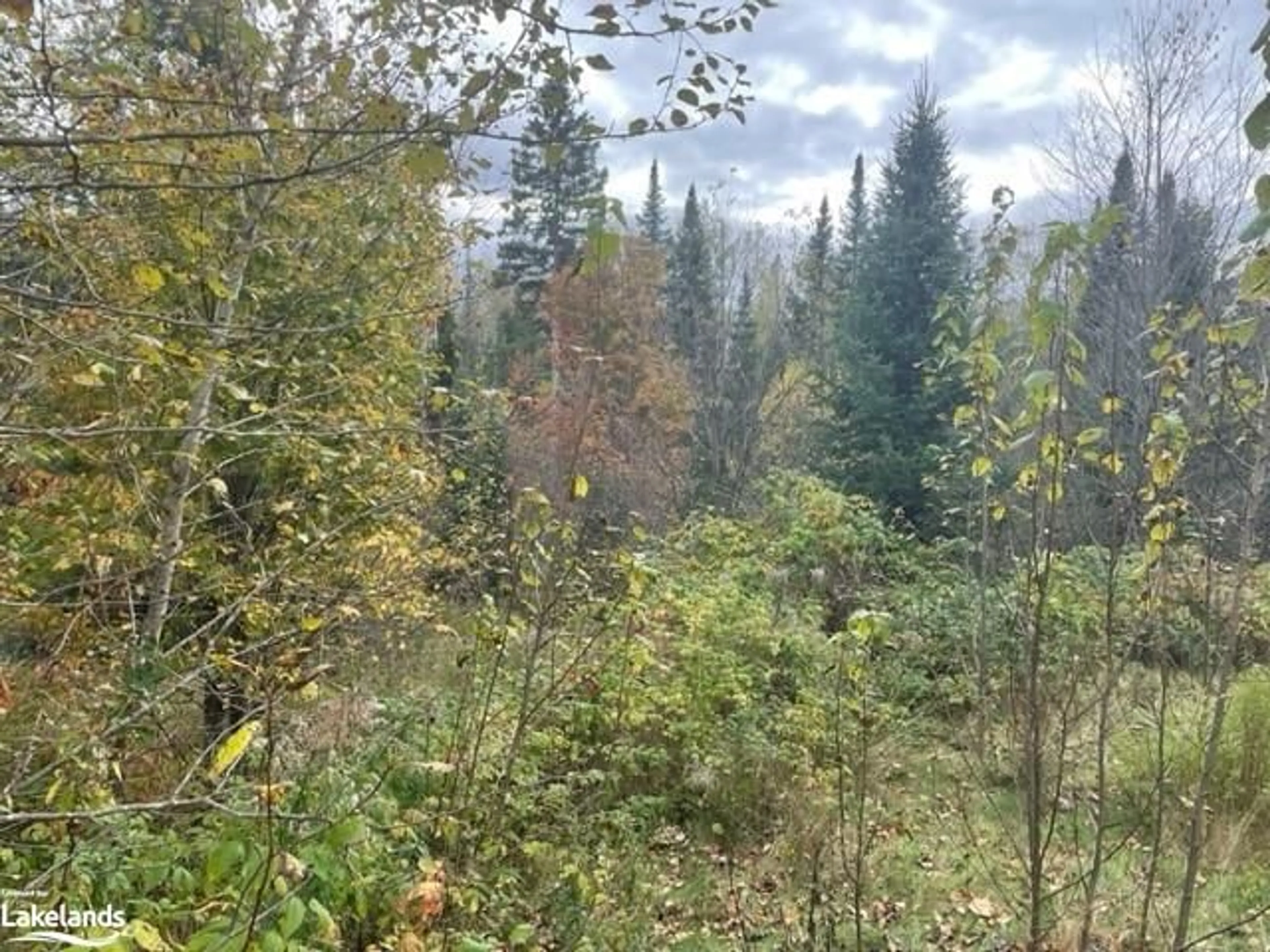 Forest view for 1014 Bulrush Trail, Gooderham Ontario K0M 1R0