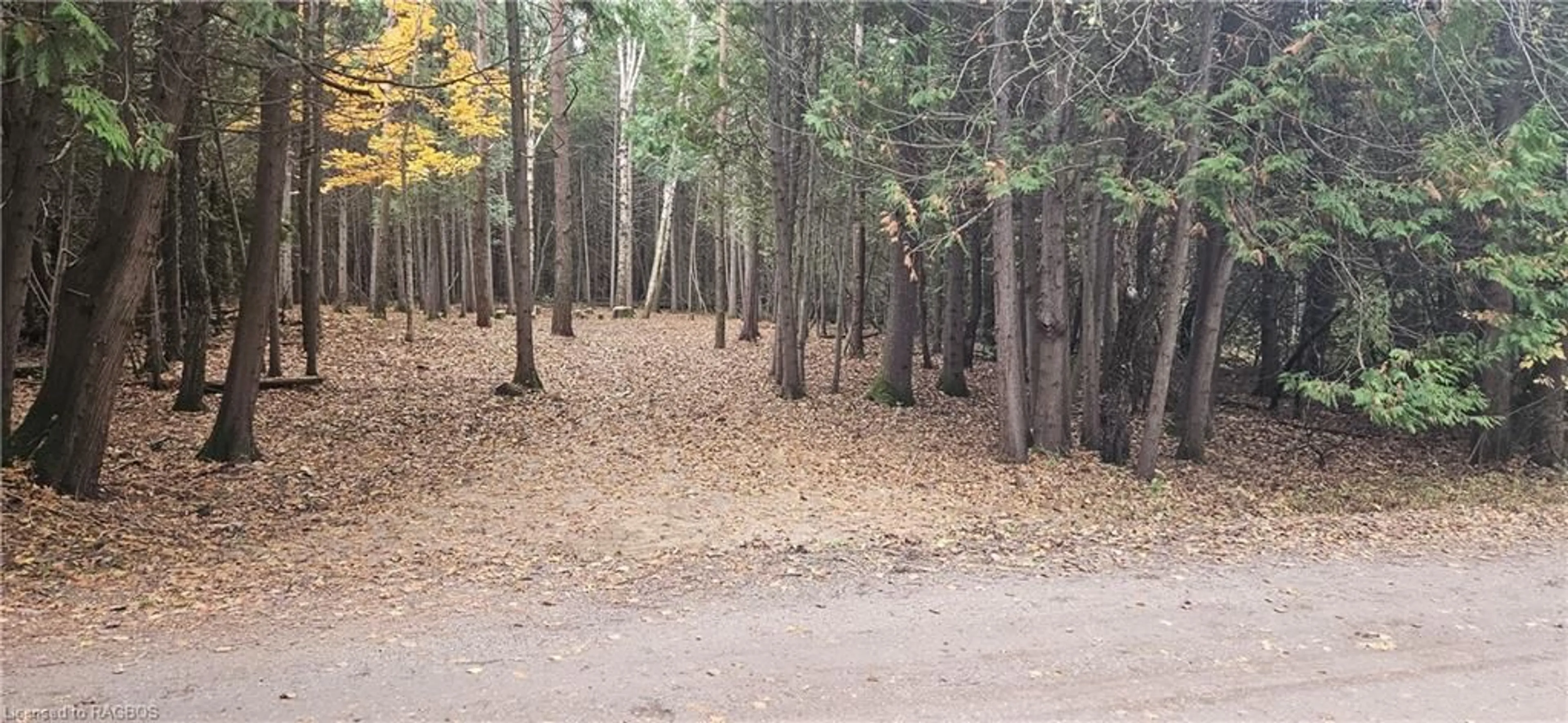 Forest view for 31-35 Cemetery Rd, Saugeen Shores Ontario N0H 2L0