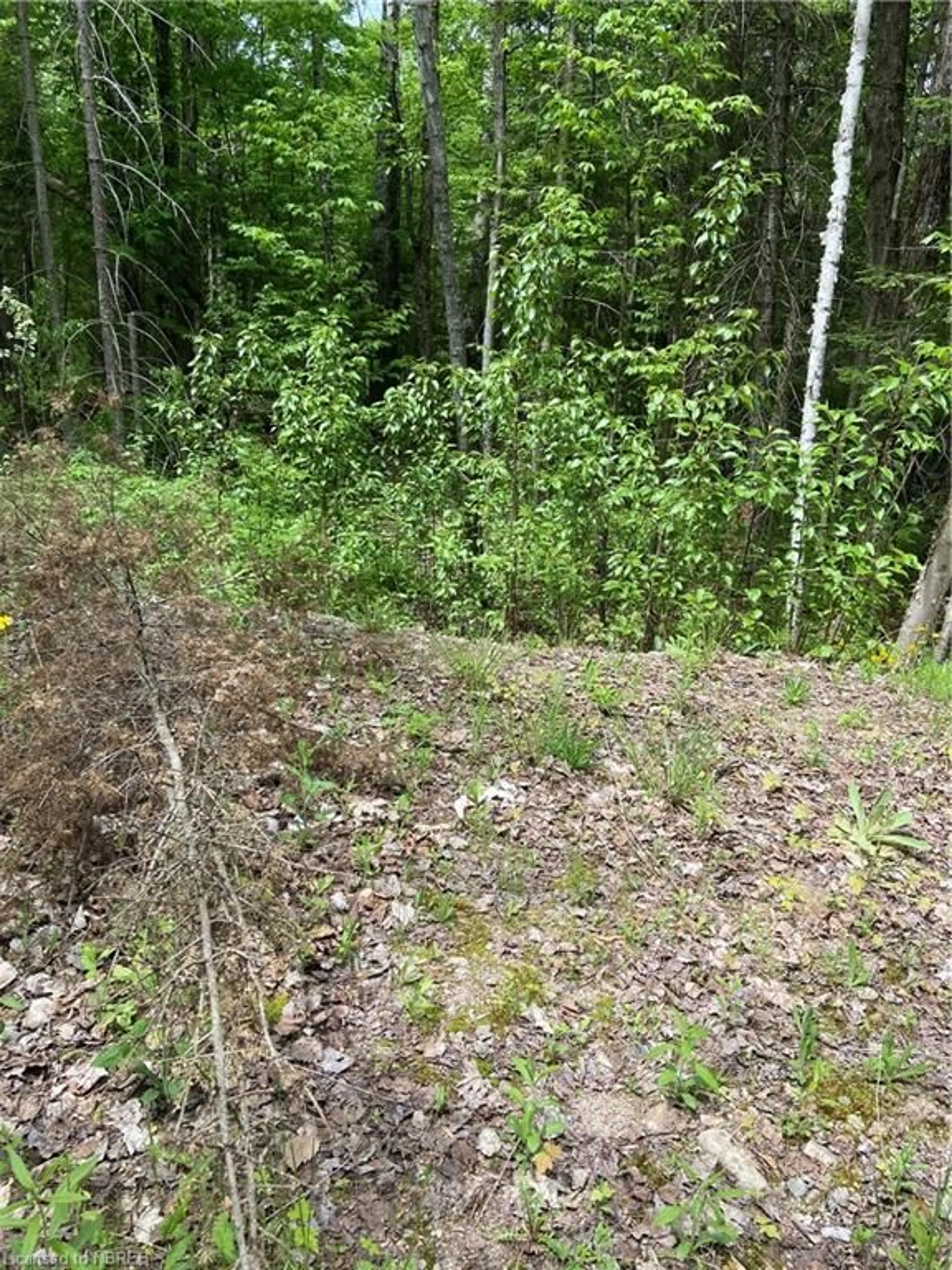 Forest view for LOT 40 Greenwood Dr, Bonfield Ontario P0H 1E0
