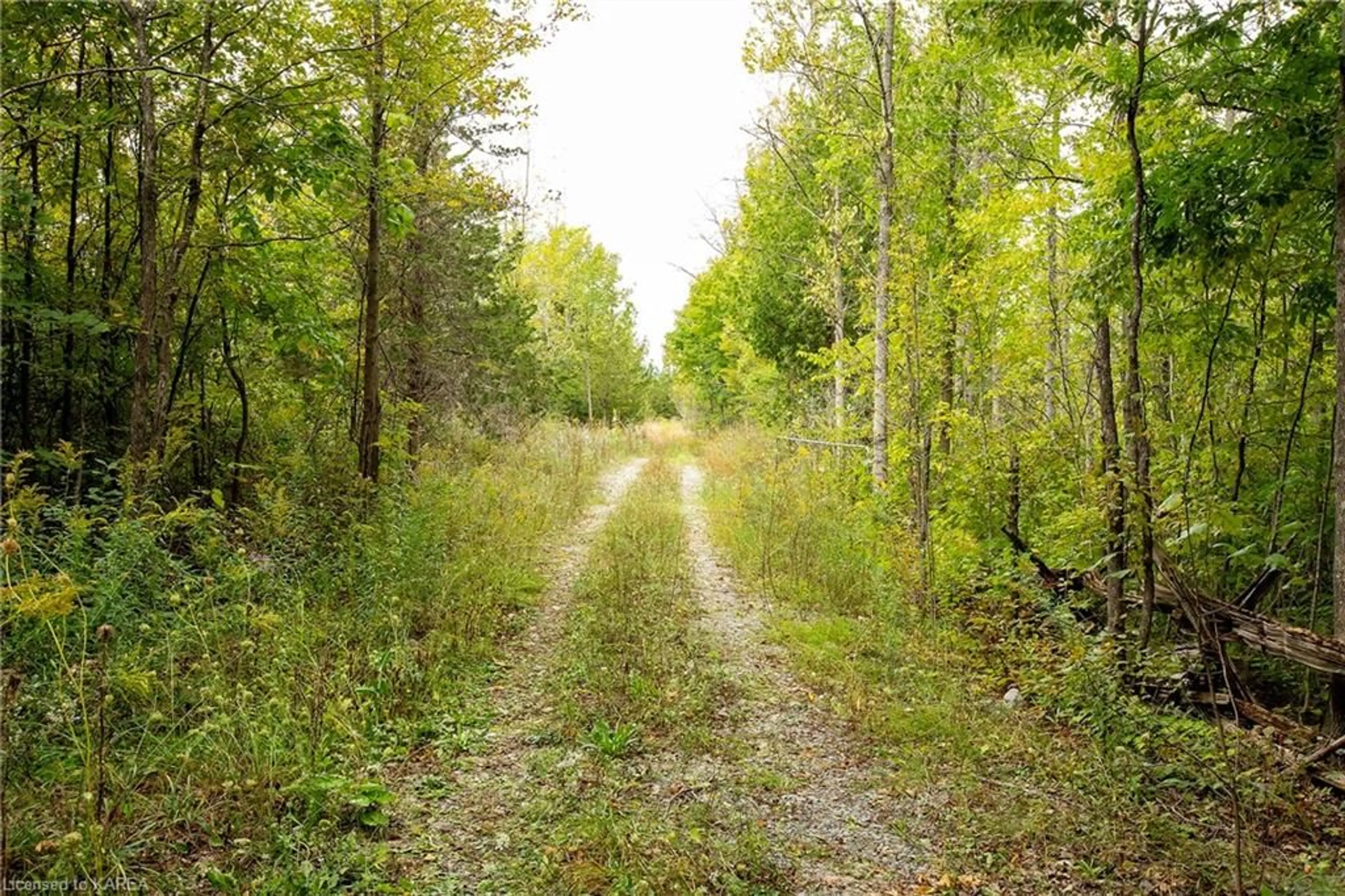 Forest view for PT LT 5 Roblin Rd, Roblin Ontario K0K 2W0