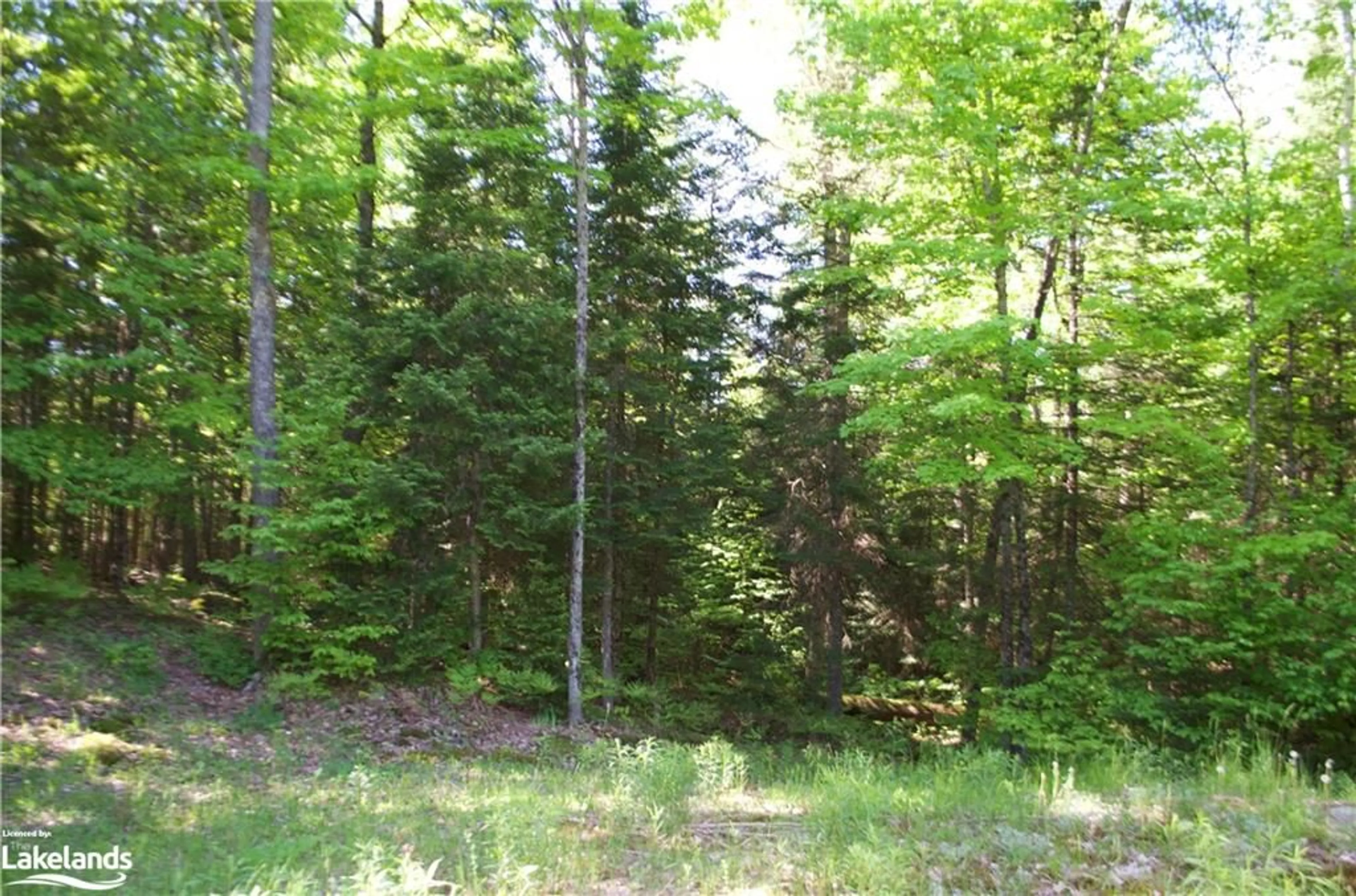 Forest view for 2823 Harburn Rd, Haliburton Ontario K0M 1S0