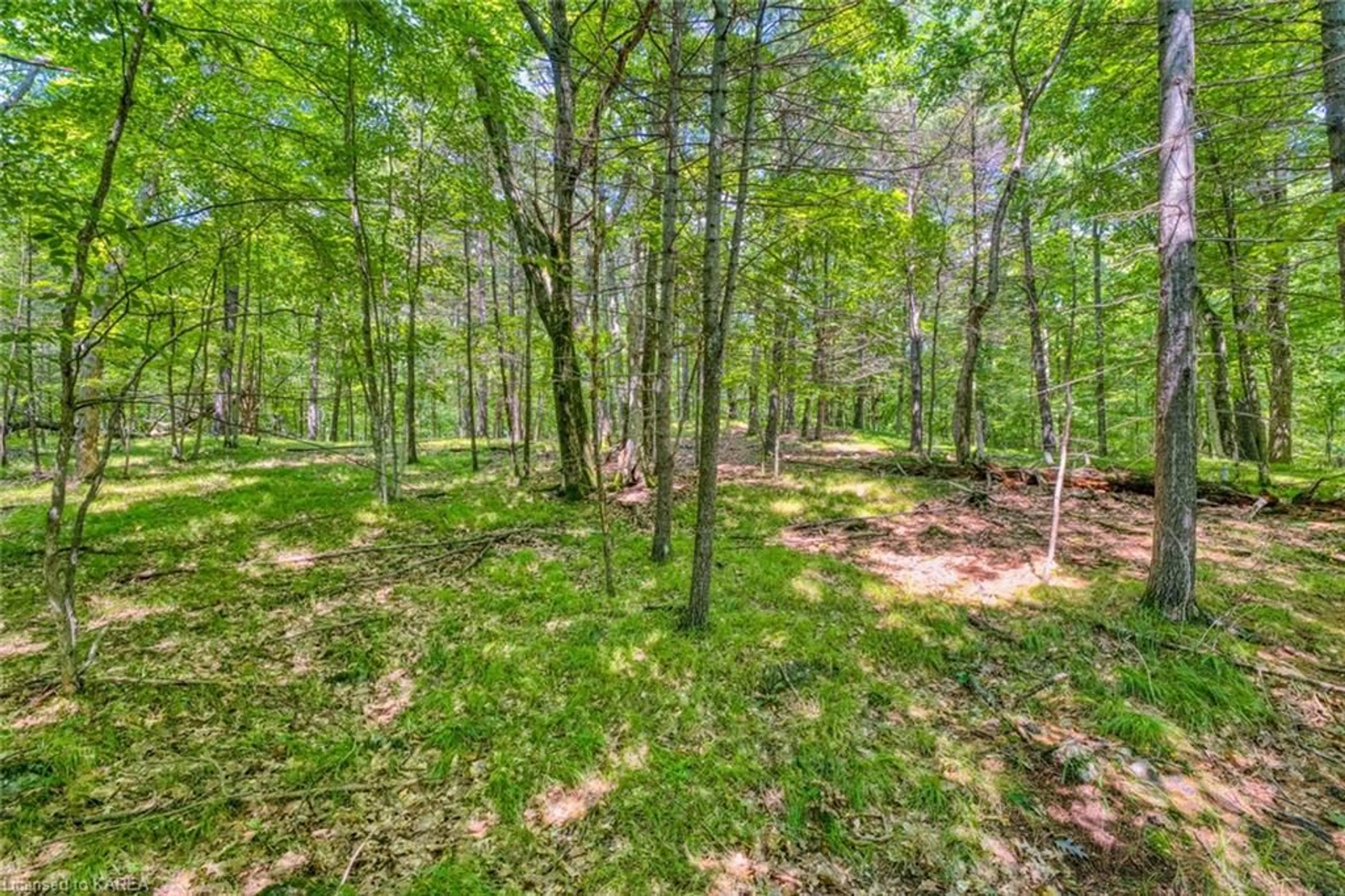 Forest view for 75 Lasha Lane, Elgin Ontario K0G 1E0