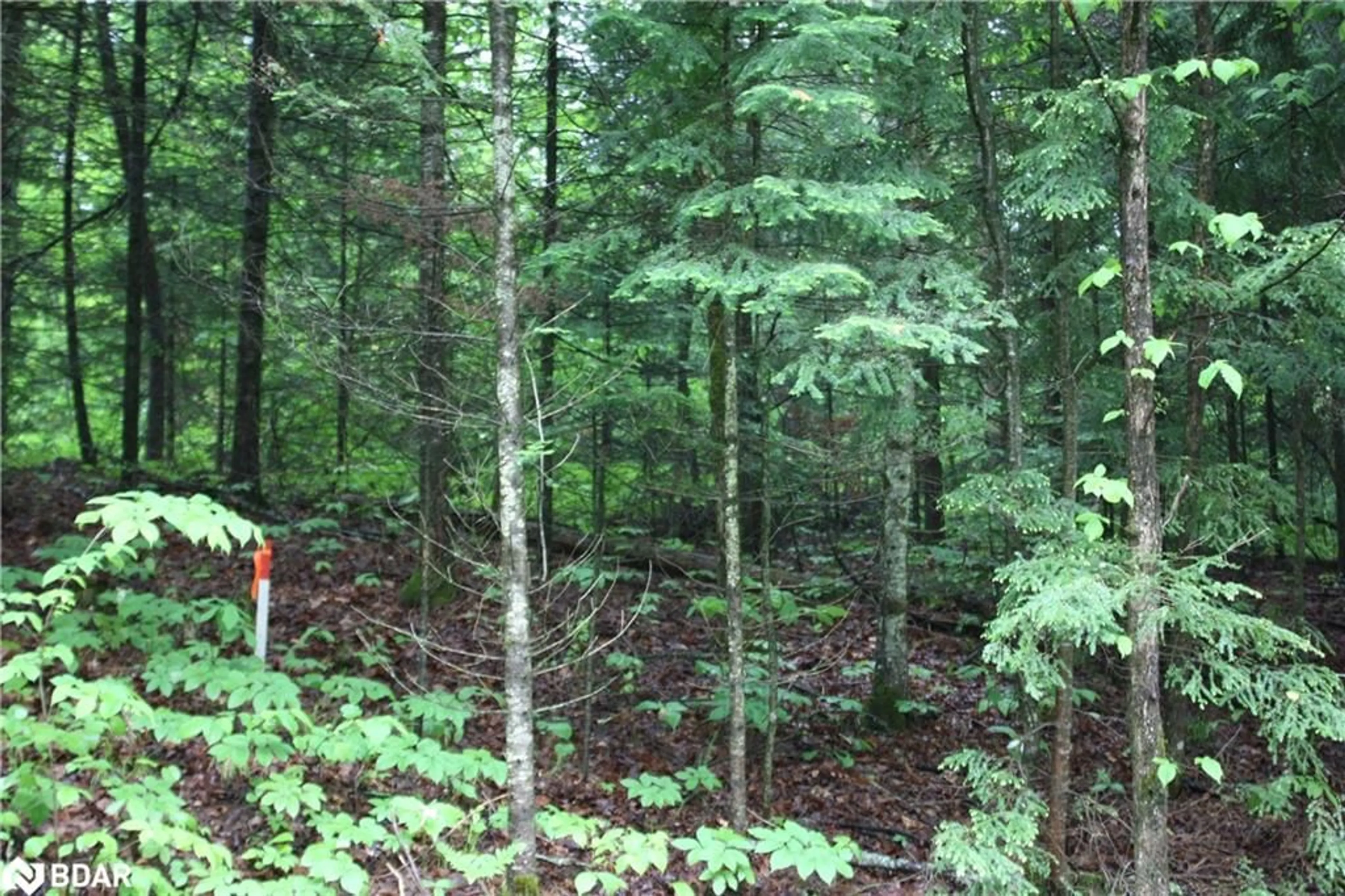 Forest view for 0 Quarry Rd, Bancroft Ontario K0L 1C0