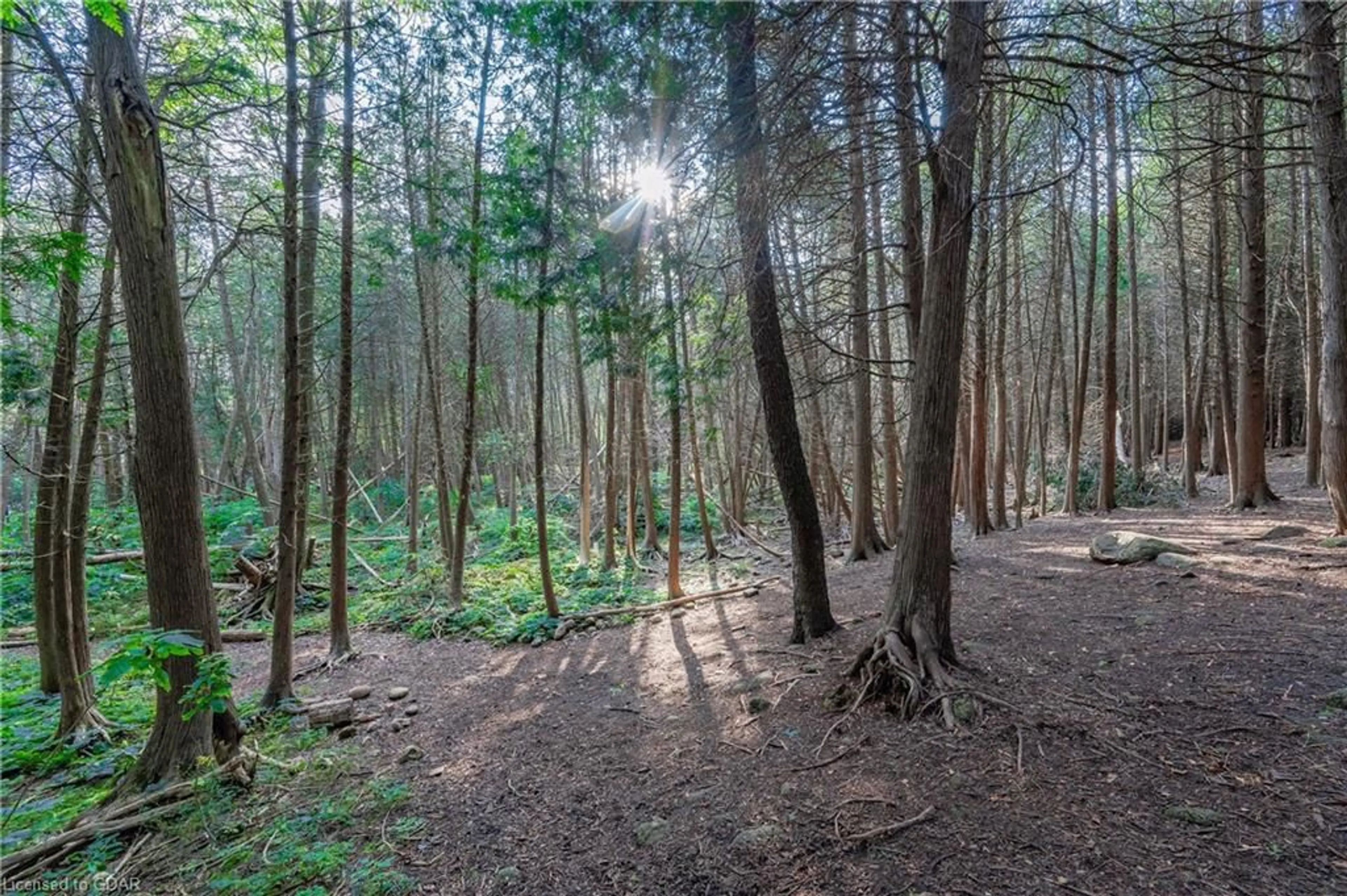 Forest view for 739 Stone Rd, Guelph Ontario N1L 1B8