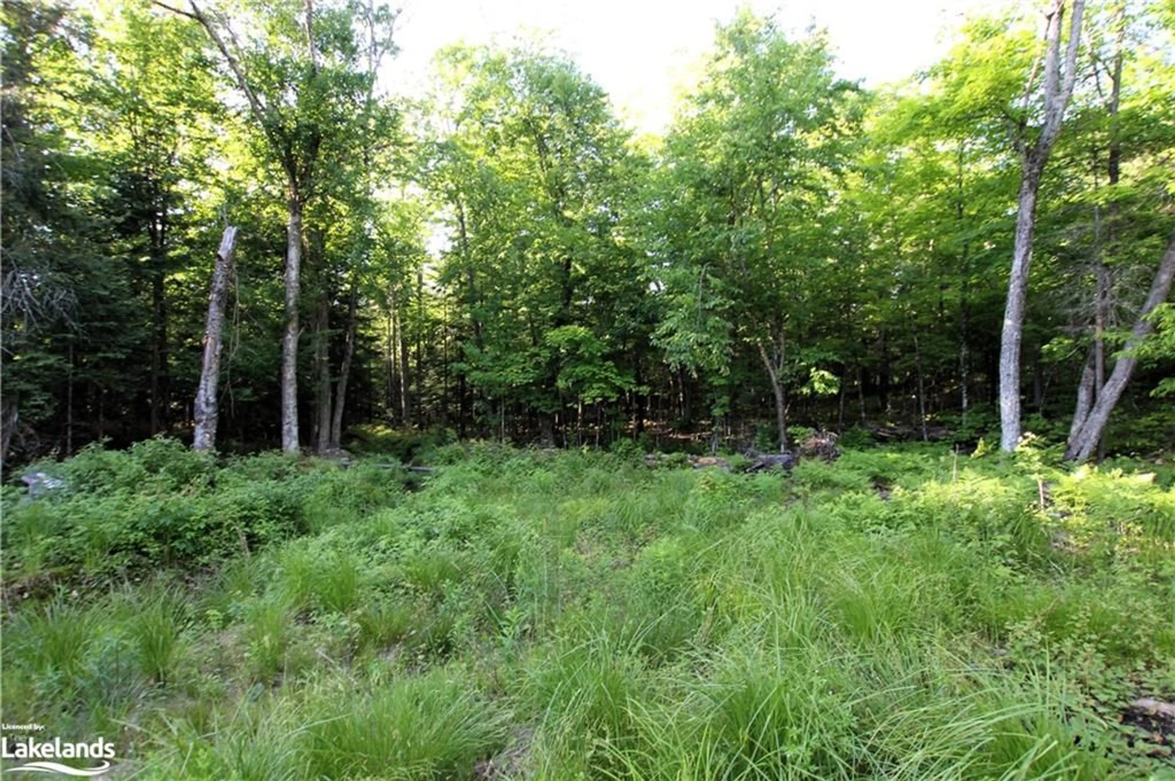 Forest view for 453 Pilgers Rd, Nipissing Ontario P0H 1J0