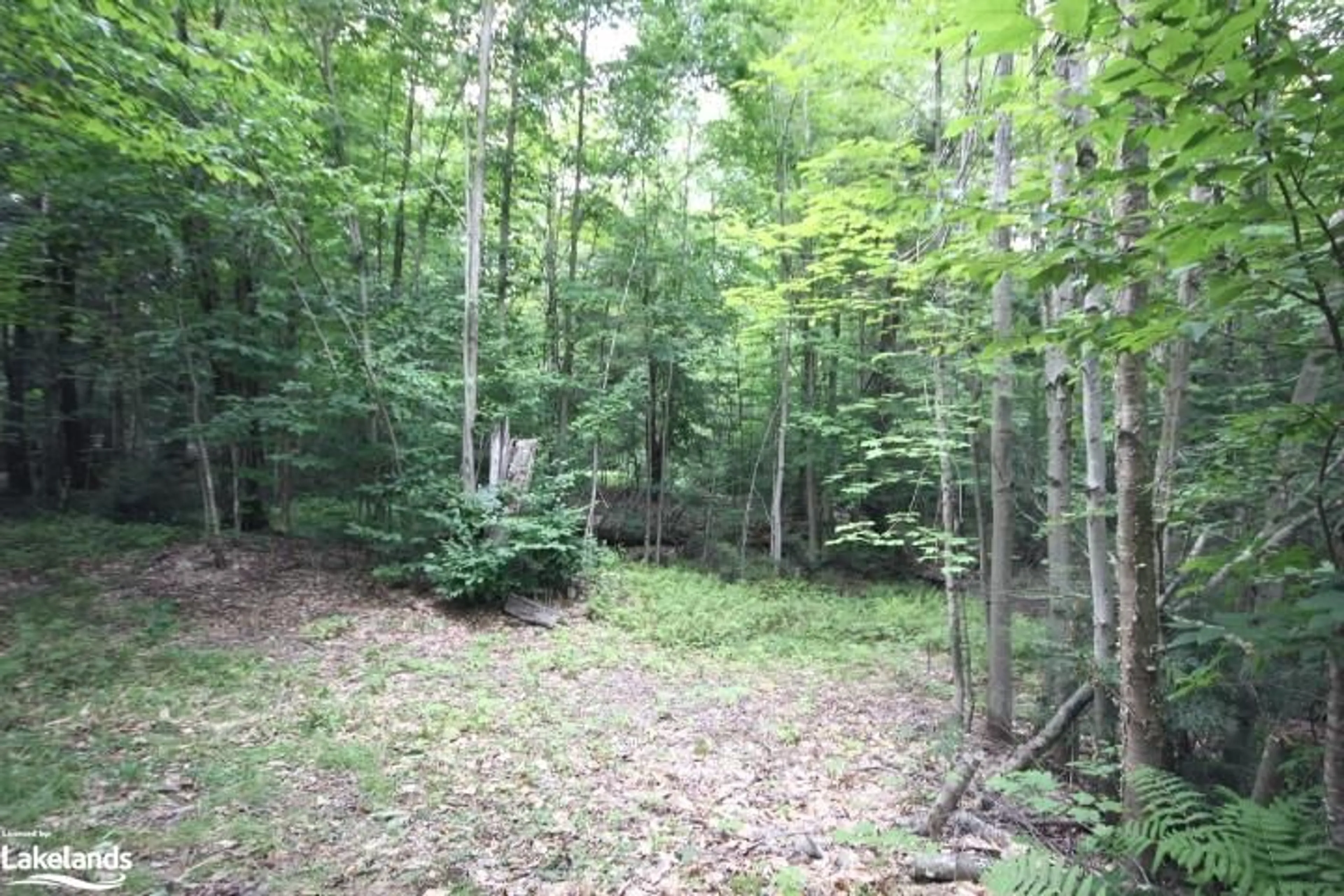 Forest view for 1810 Doe Lake Rd, Bracebridge Ontario P1P 1R3