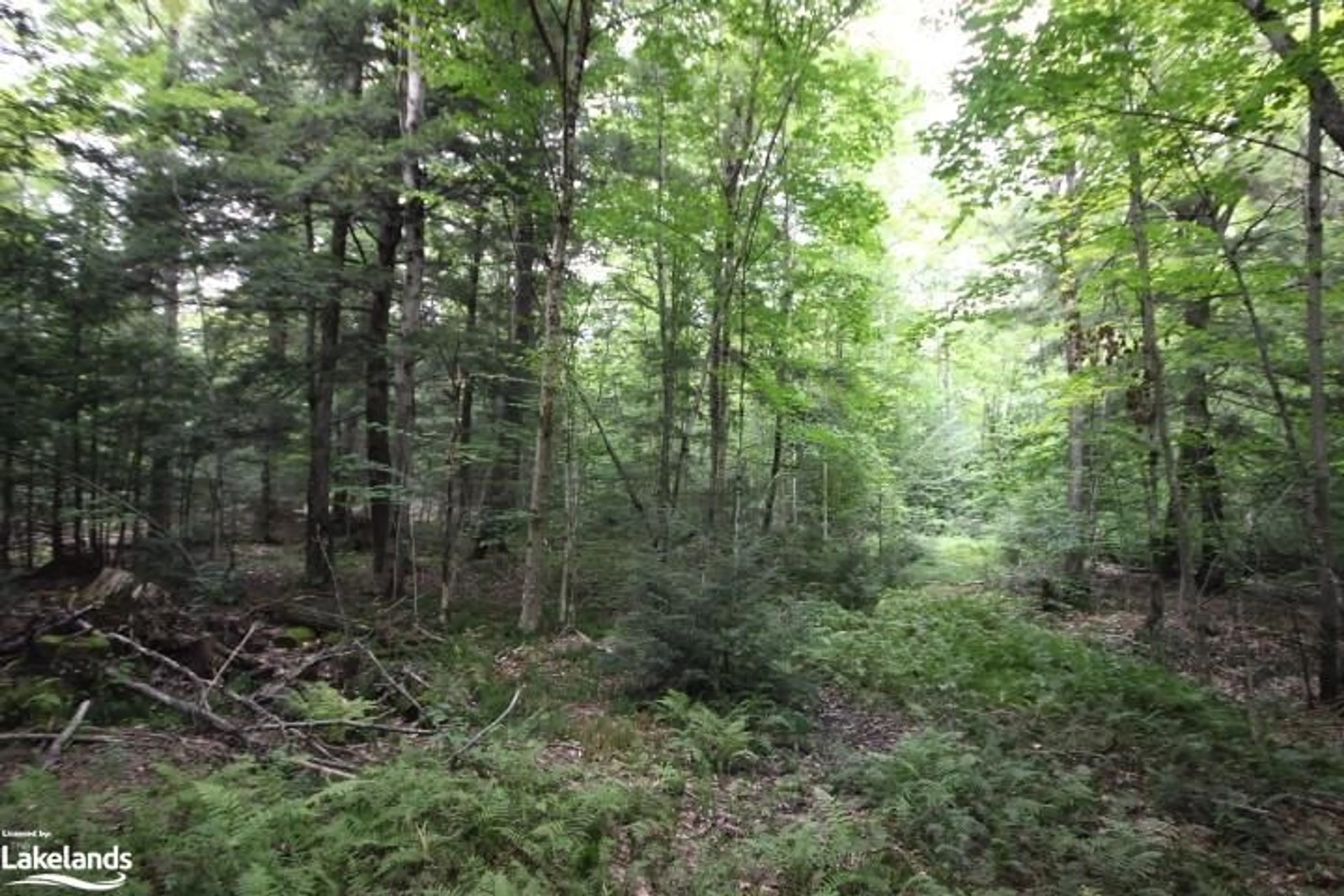 Forest view for 1810 Doe Lake Rd, Bracebridge Ontario P1P 1R3