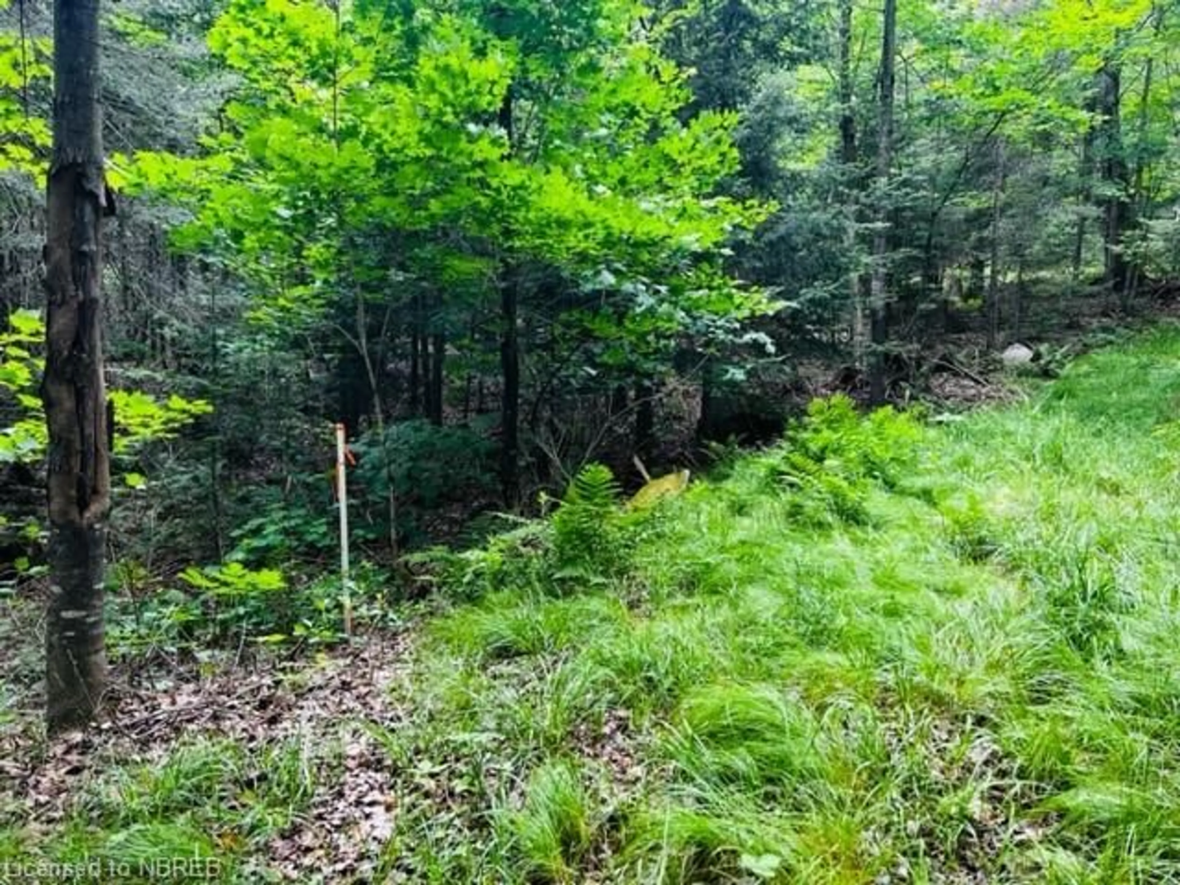 Forest view for LOT 5 Maple Rd, Bonfield Ontario P0H 1E0