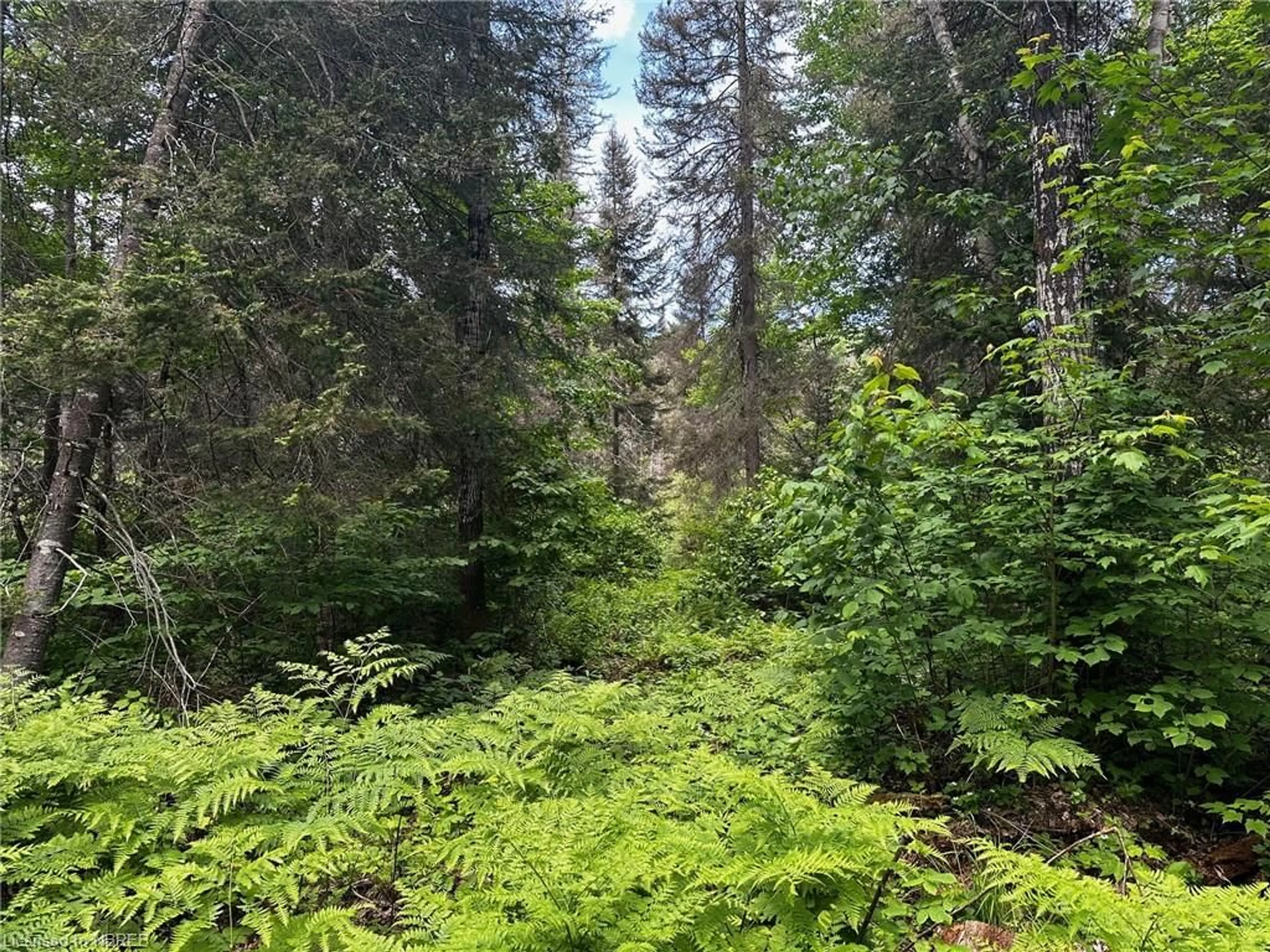 Forest view for LOT 25 CON 12 Snake Creek Rd, Mattawa Ontario P0H 1V0