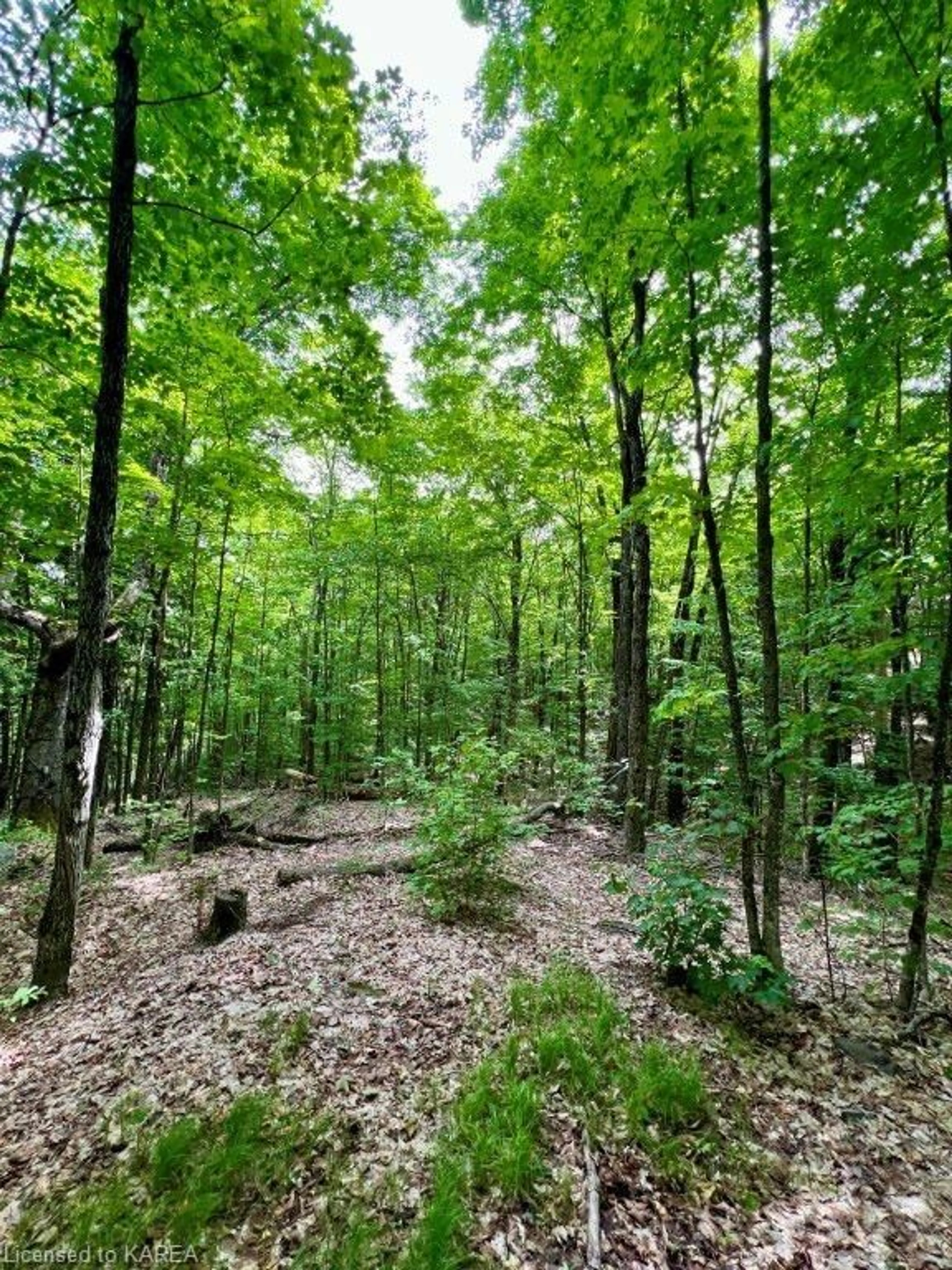 Forest view for LOT 31 Wintergreen Rd, Northbrook Ontario K0H 2G0