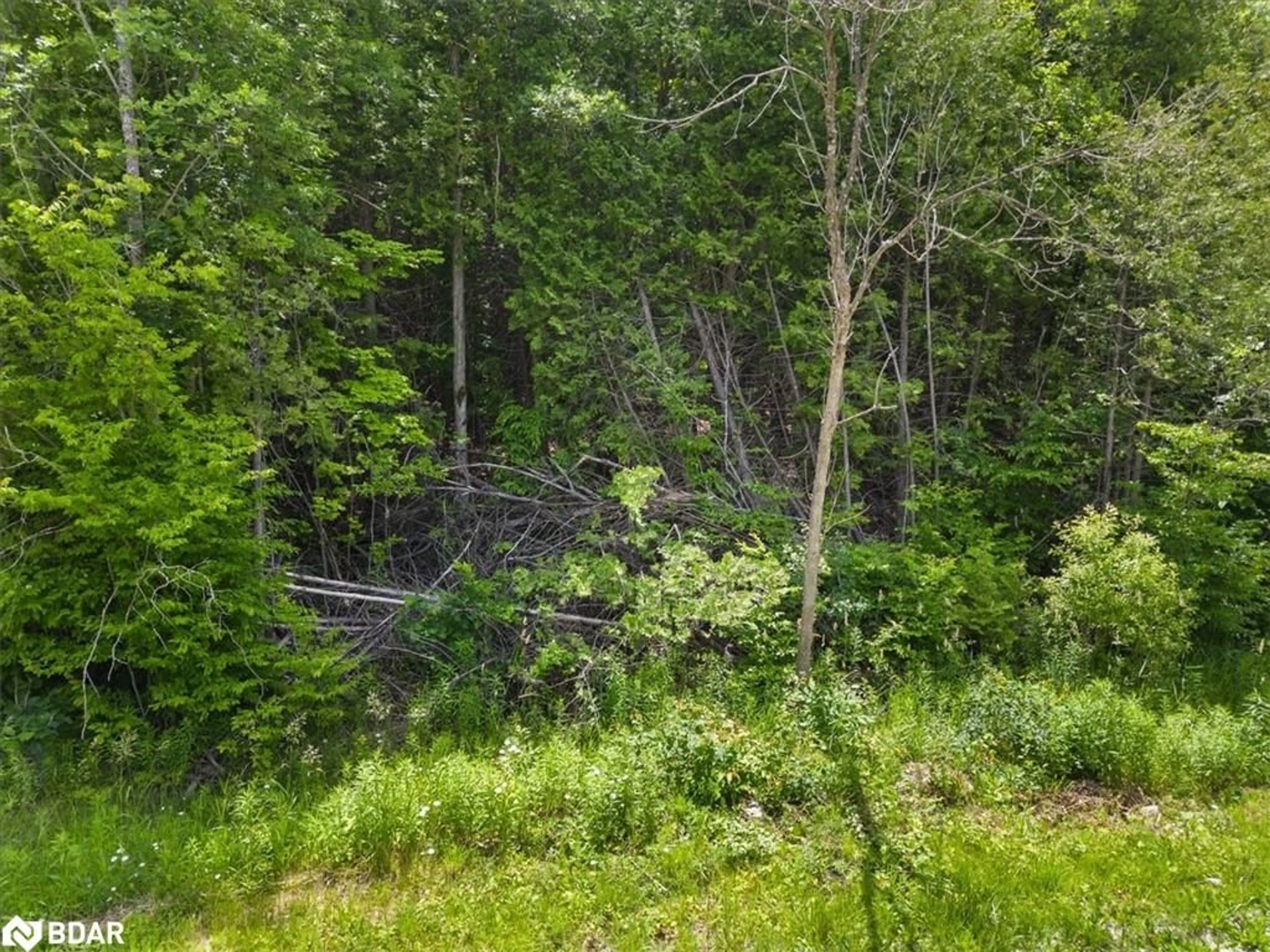 Forest view for 0 Marlbank Rd, Tweed Ontario K0K 3J0
