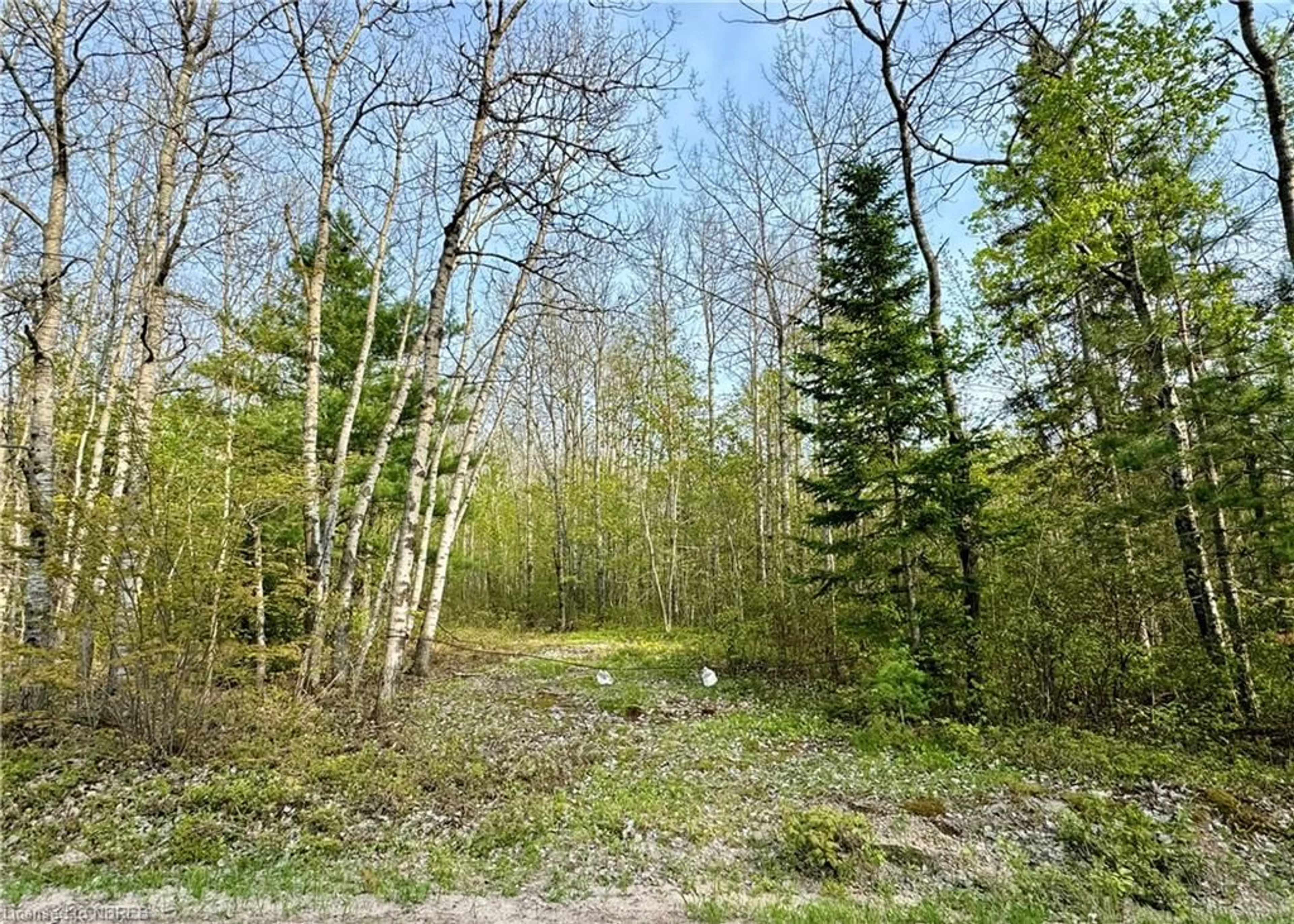 Forest view for 505 Hart Rd, Callander Ontario P0H 1H0