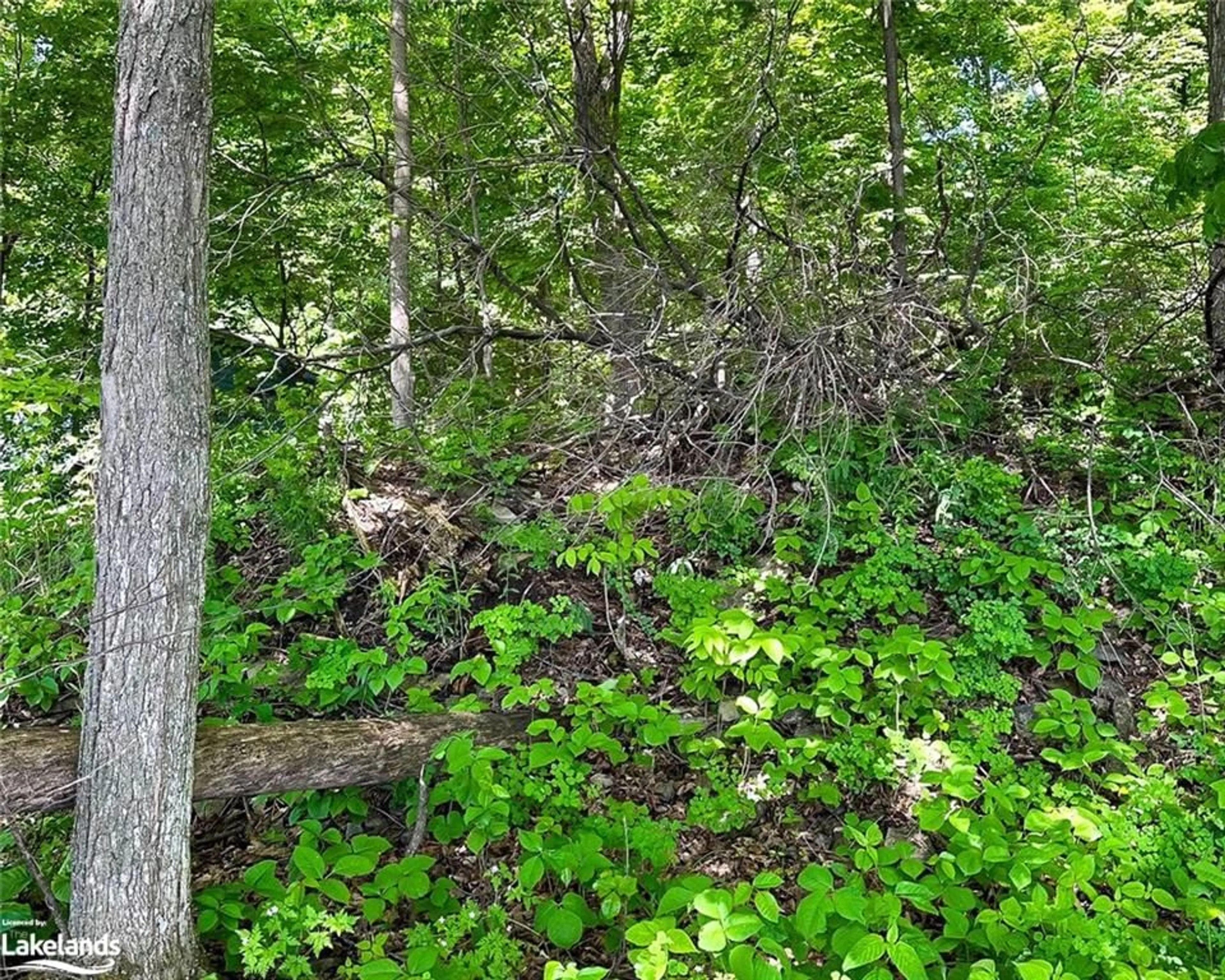 Forest view for 1460 Island 404/Quarry Island, Georgian Bay Twp Ontario P0E 1E0