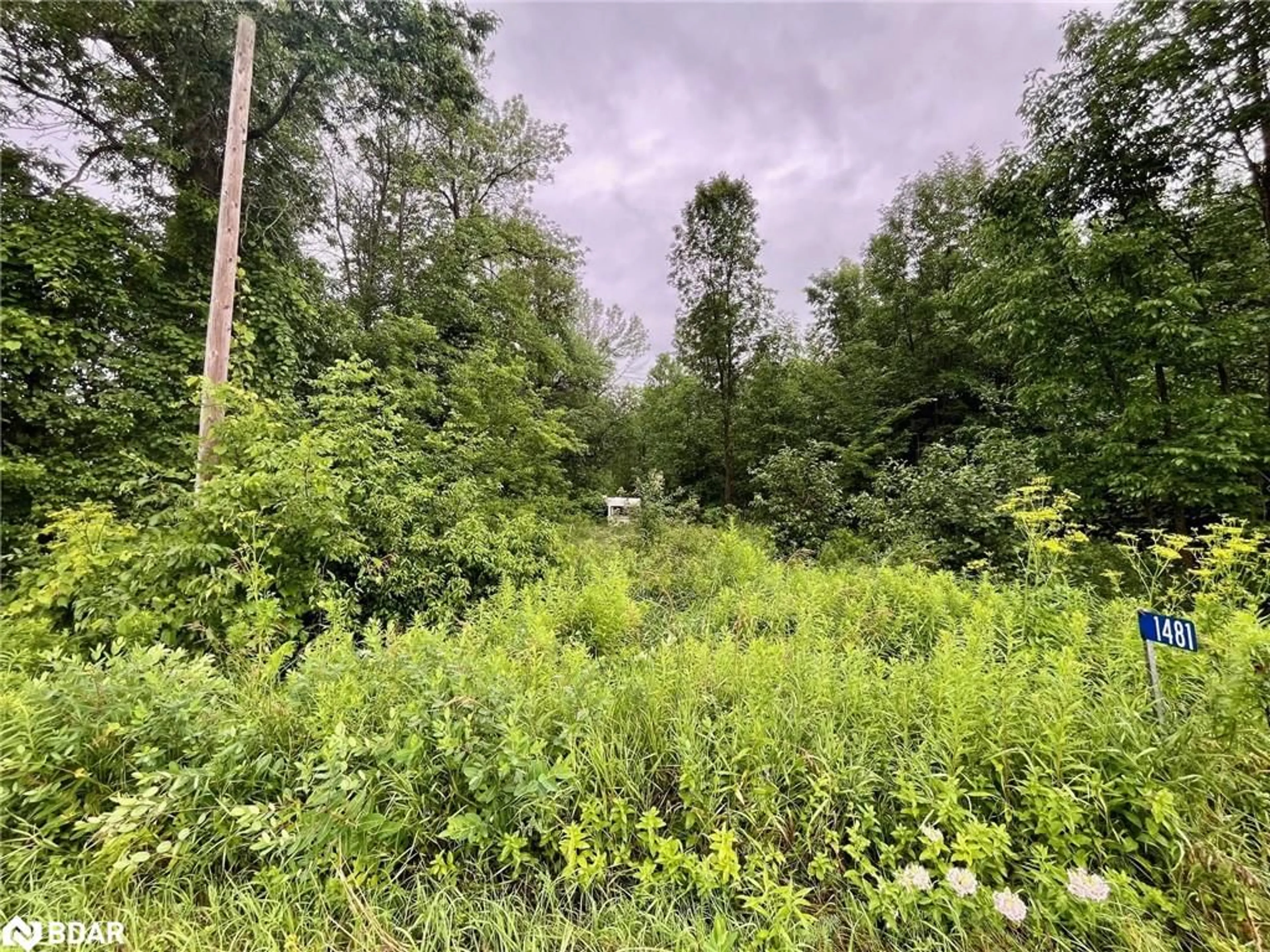 Forest view for 1481 Sulphide Rd, Tweed Ontario K0K 3J0