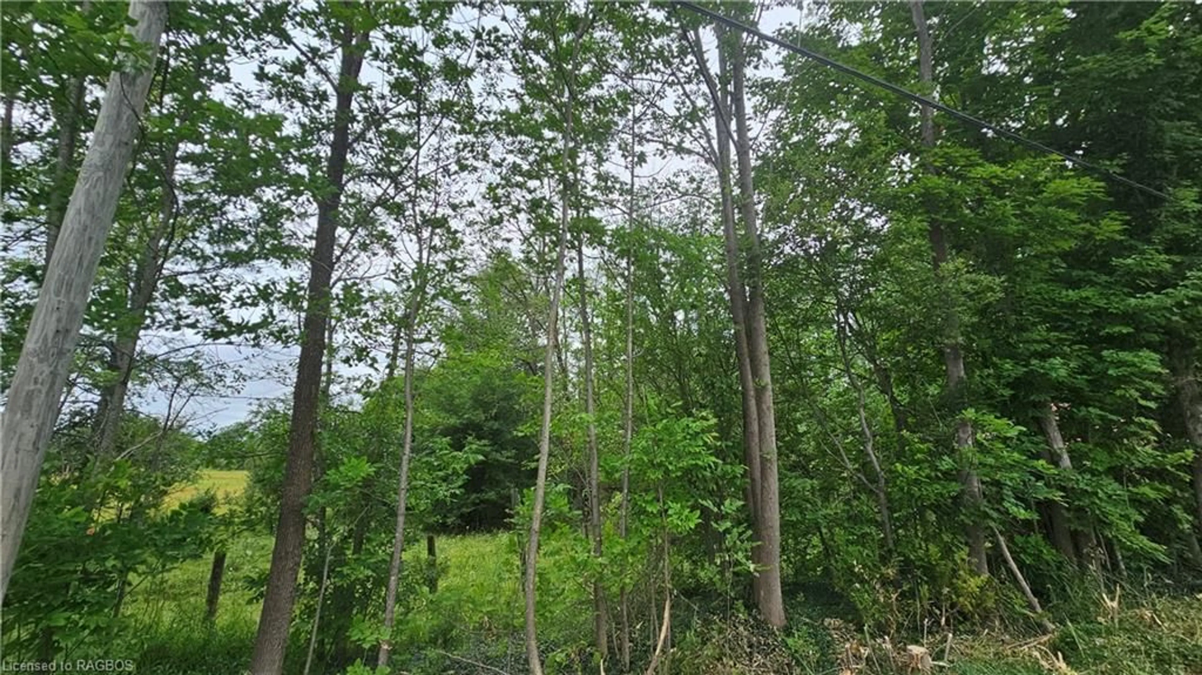 Forest view for PT LT 25 Purple Valley Rd, South Bruce Peninsula Ontario N0H 2T0
