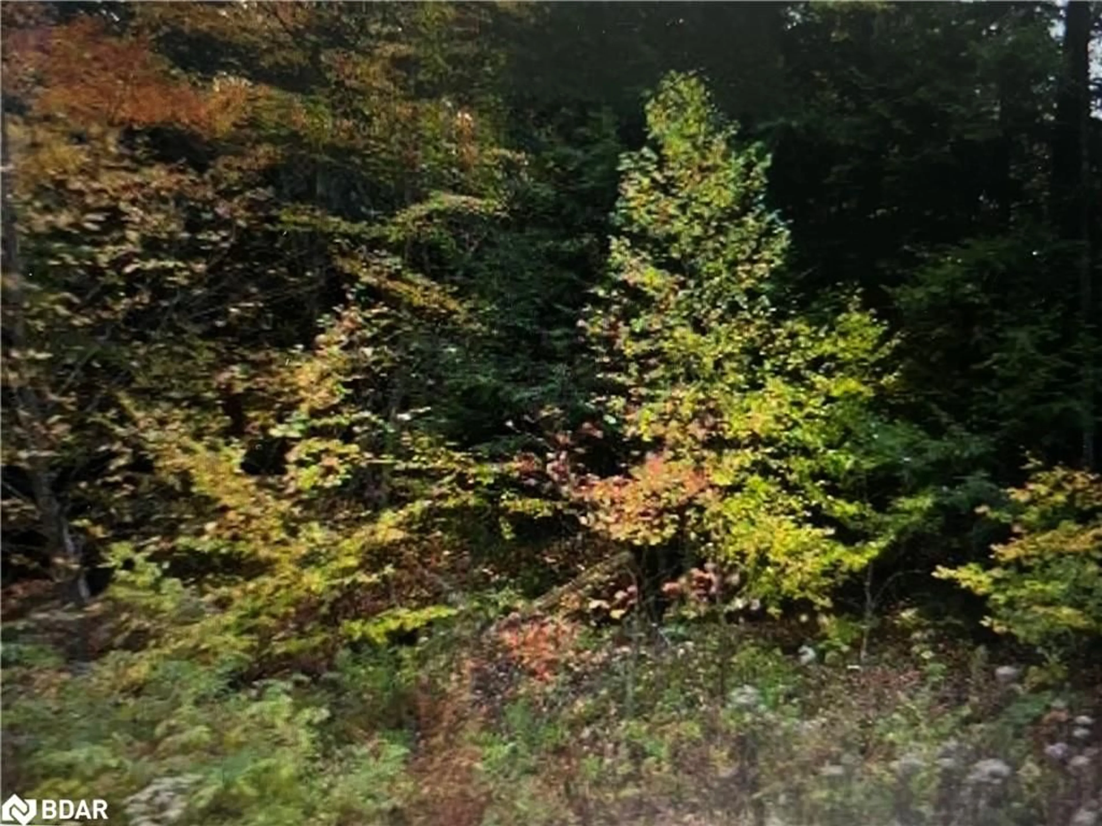 Forest view for N/A Southwood Rd, Kilworthy Ontario P0E 1G0