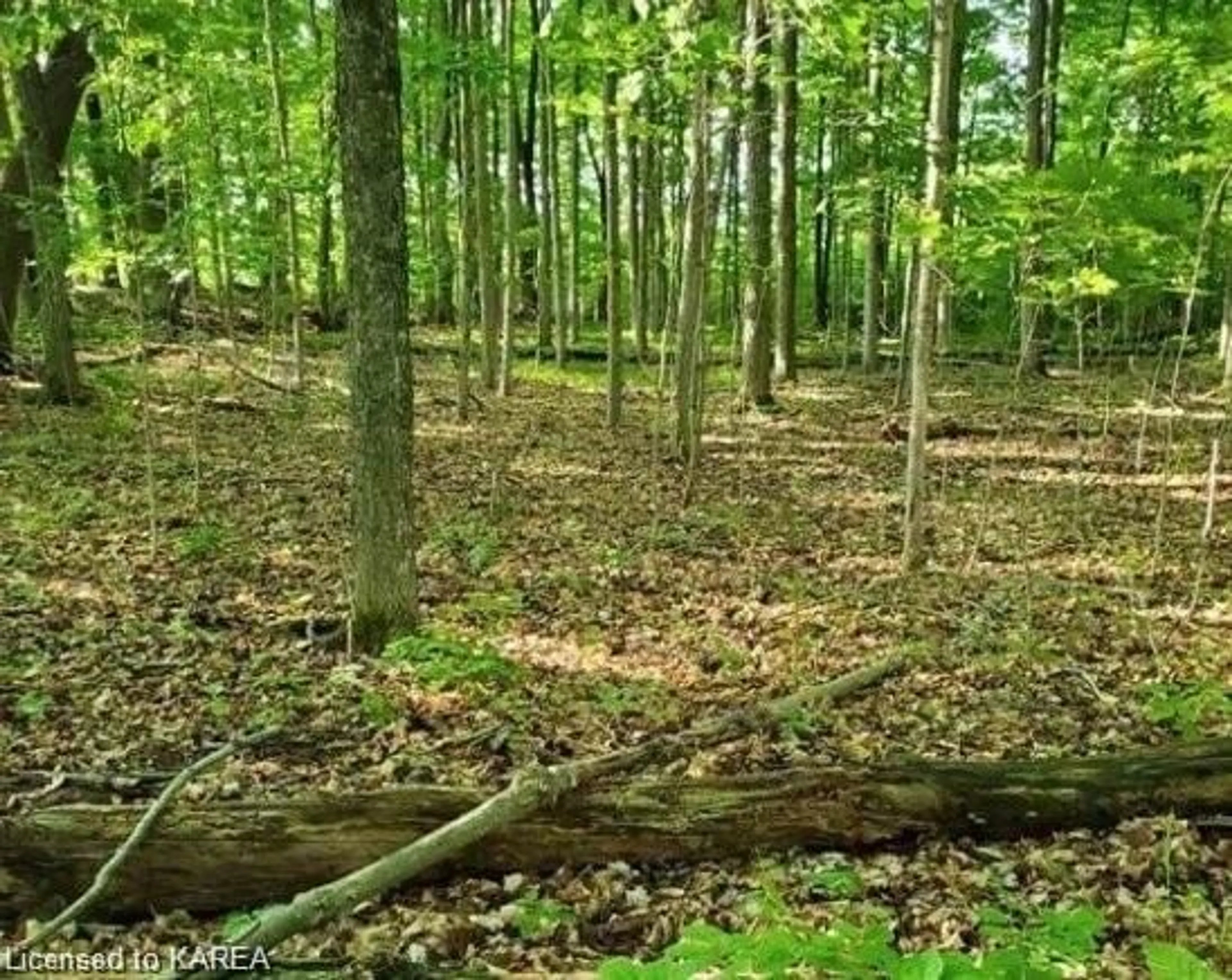 Forest view for LOT 43 County Road 6, Camden East Ontario K0K 1Z0