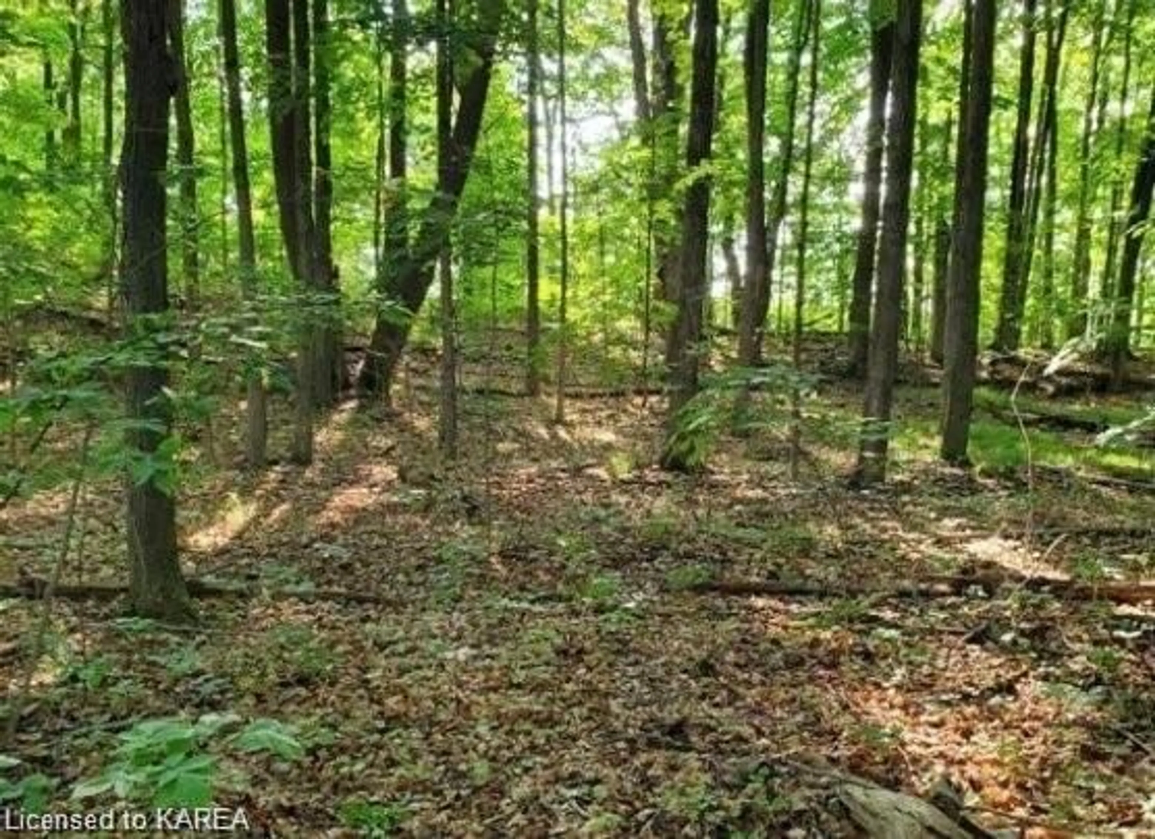 Forest view for LOT 43 County Road 6, Camden East Ontario K0K 1Z0