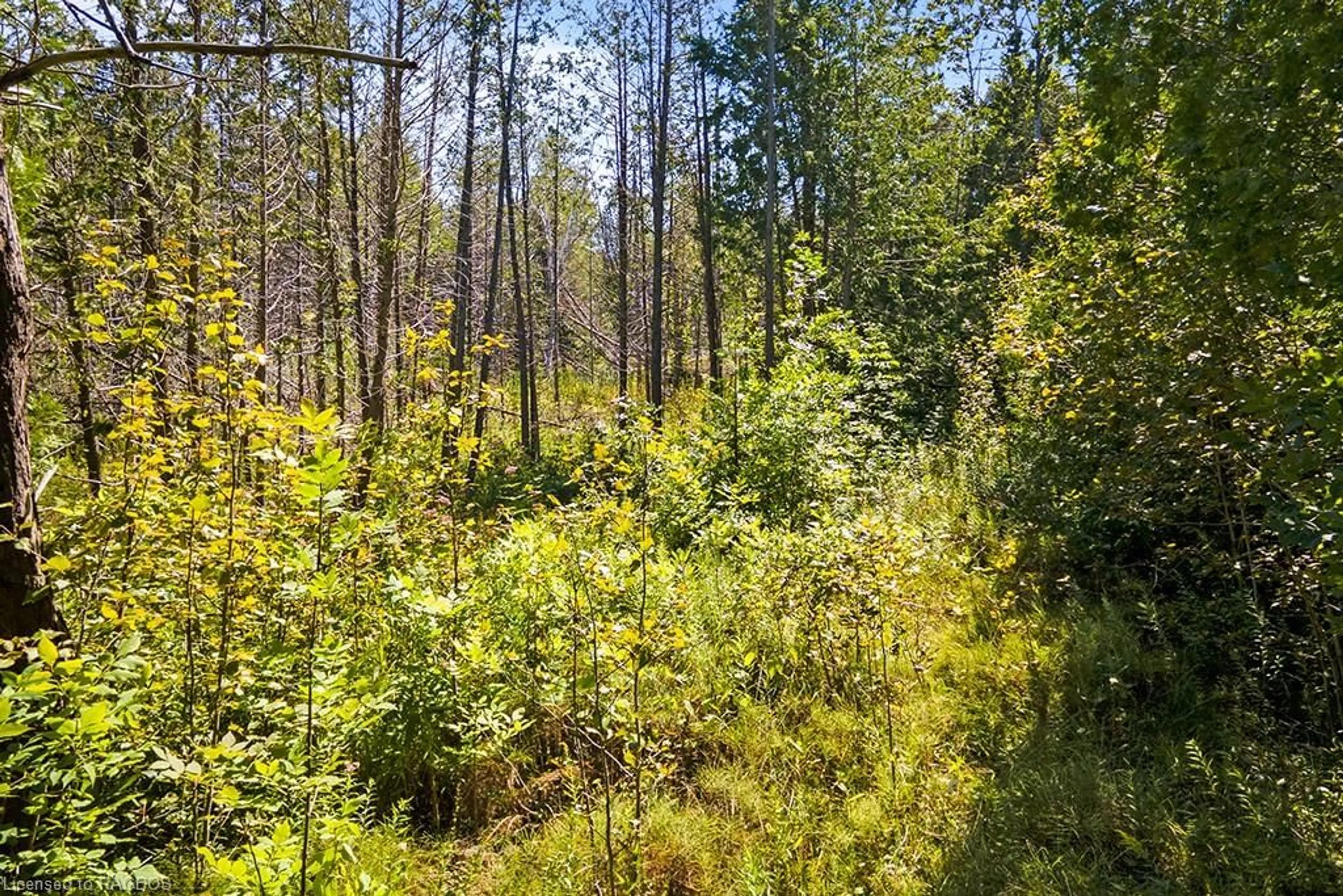 A pic from exterior of the house or condo, forest for PT LT 46 Highway 6, Tobermory Ontario N0H 2R0