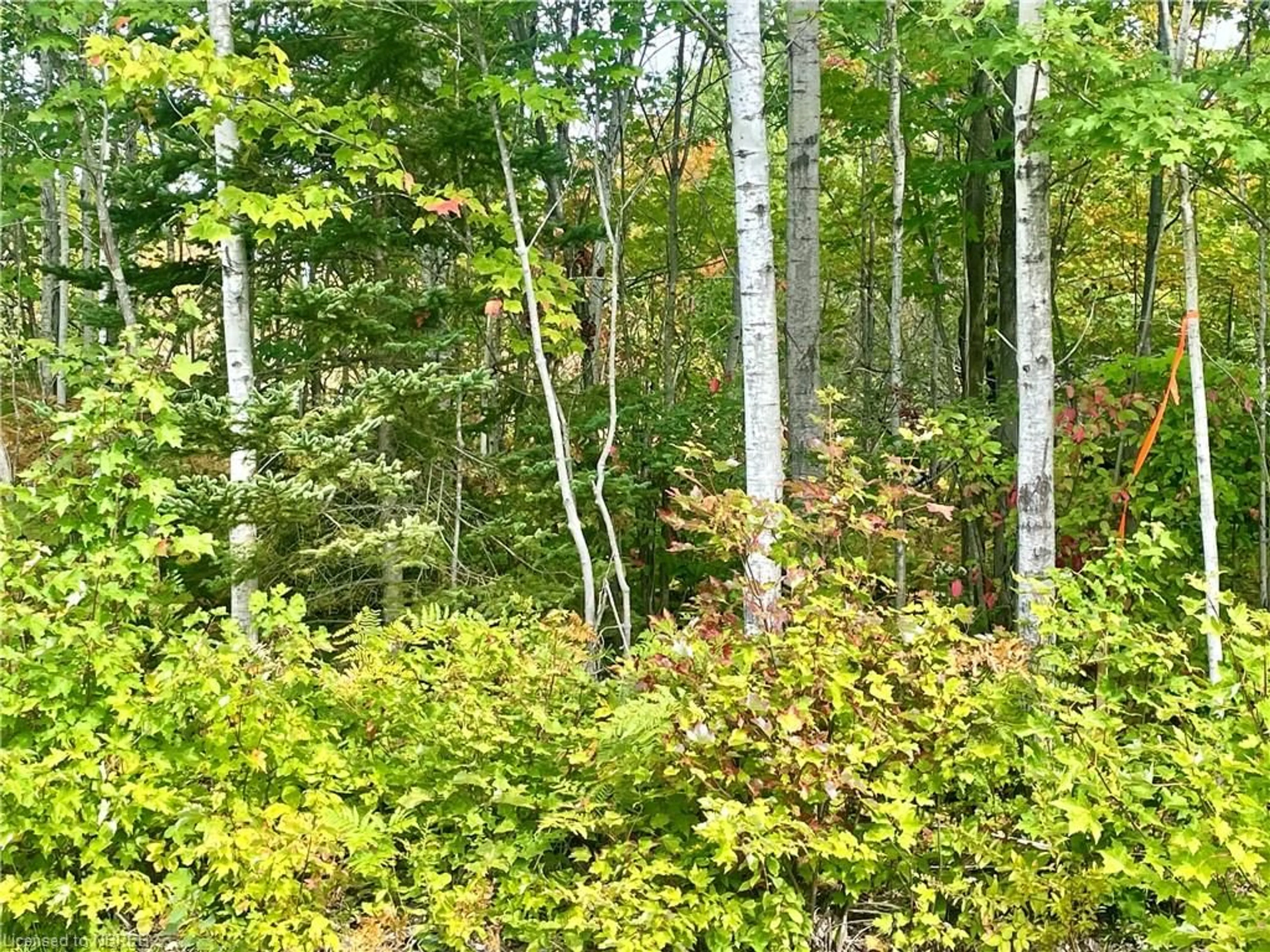 A pic from exterior of the house or condo, forest for PART 2 CONCESSI Lafreniere Rd, Lavigne Ontario P0H 1R0