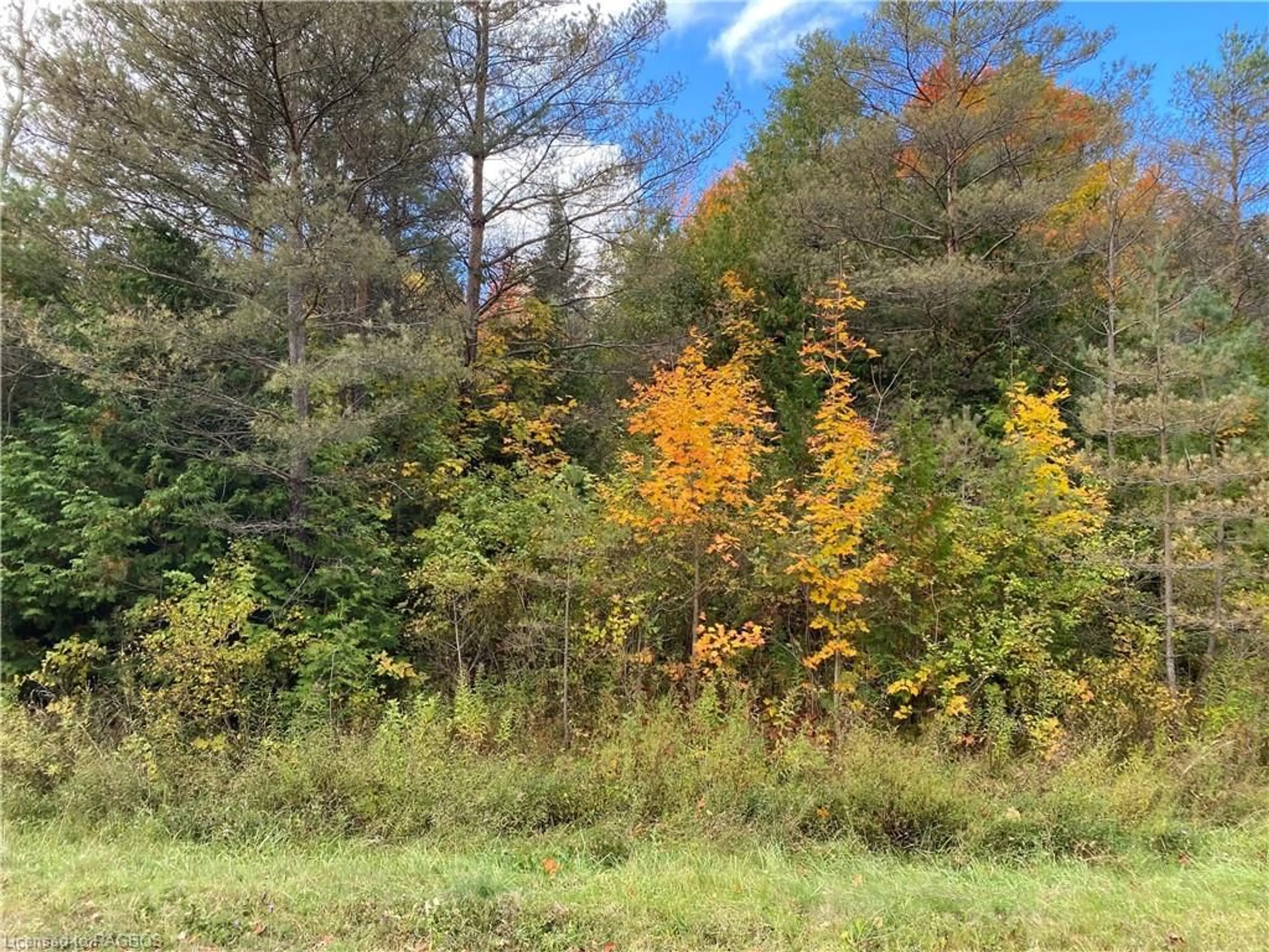 A pic from exterior of the house or condo, forest for LOT 19 Confederation Dr, Holland Centre Ontario N0H 1R0